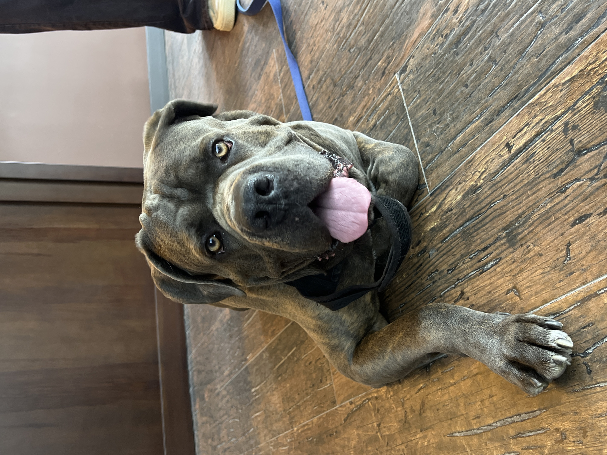 Woman and Cane Corso dog visit barbershop, park in Ternopil