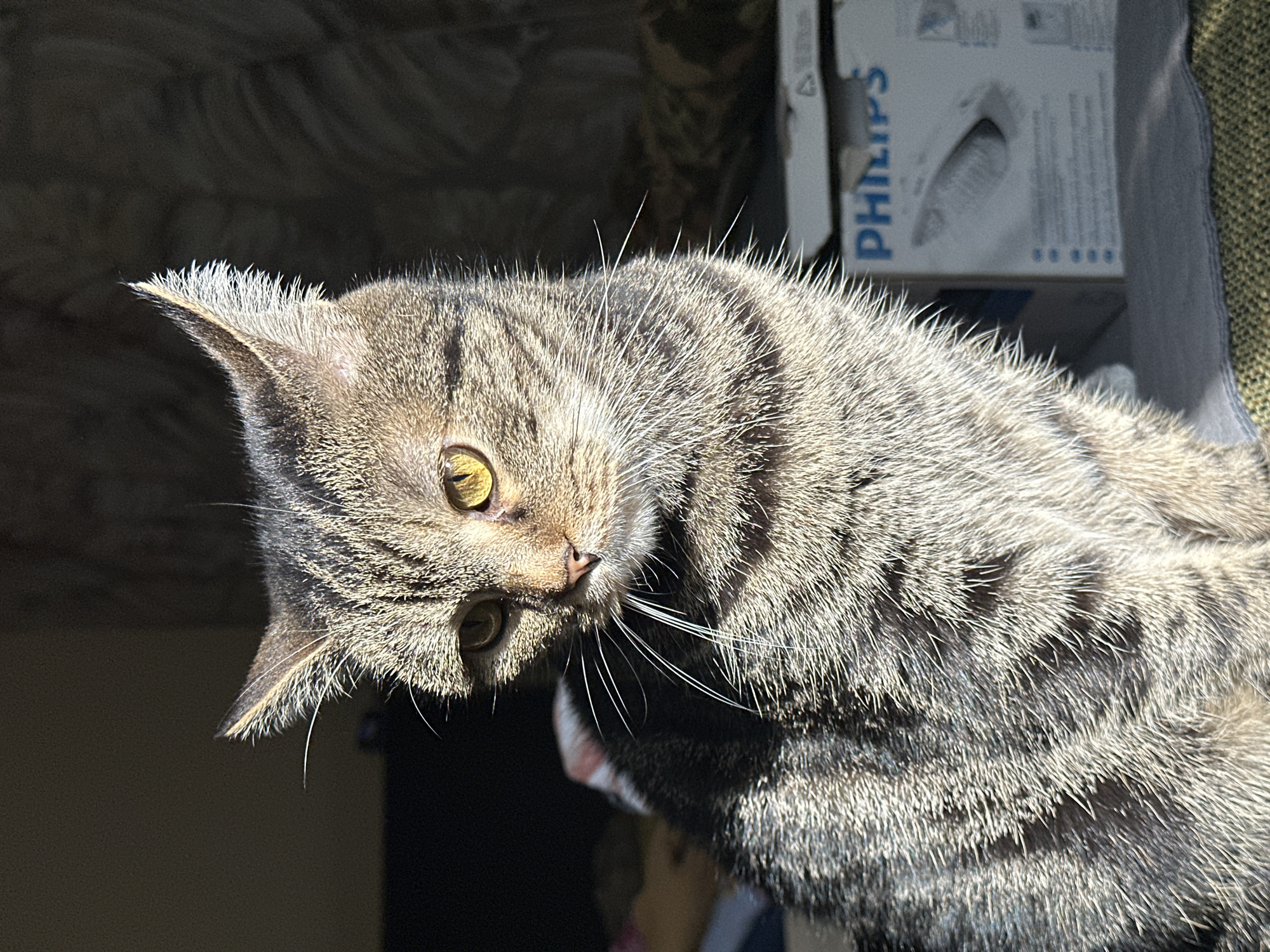 Tabby cat photographed in various indoor poses in Stavropol home