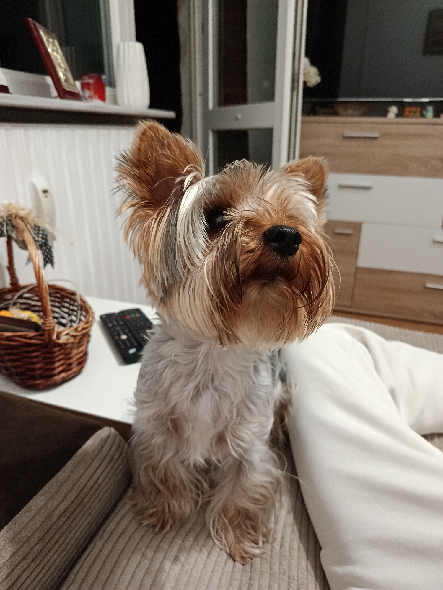 Resident documents Yorkshire Terrier and home decor in Varna