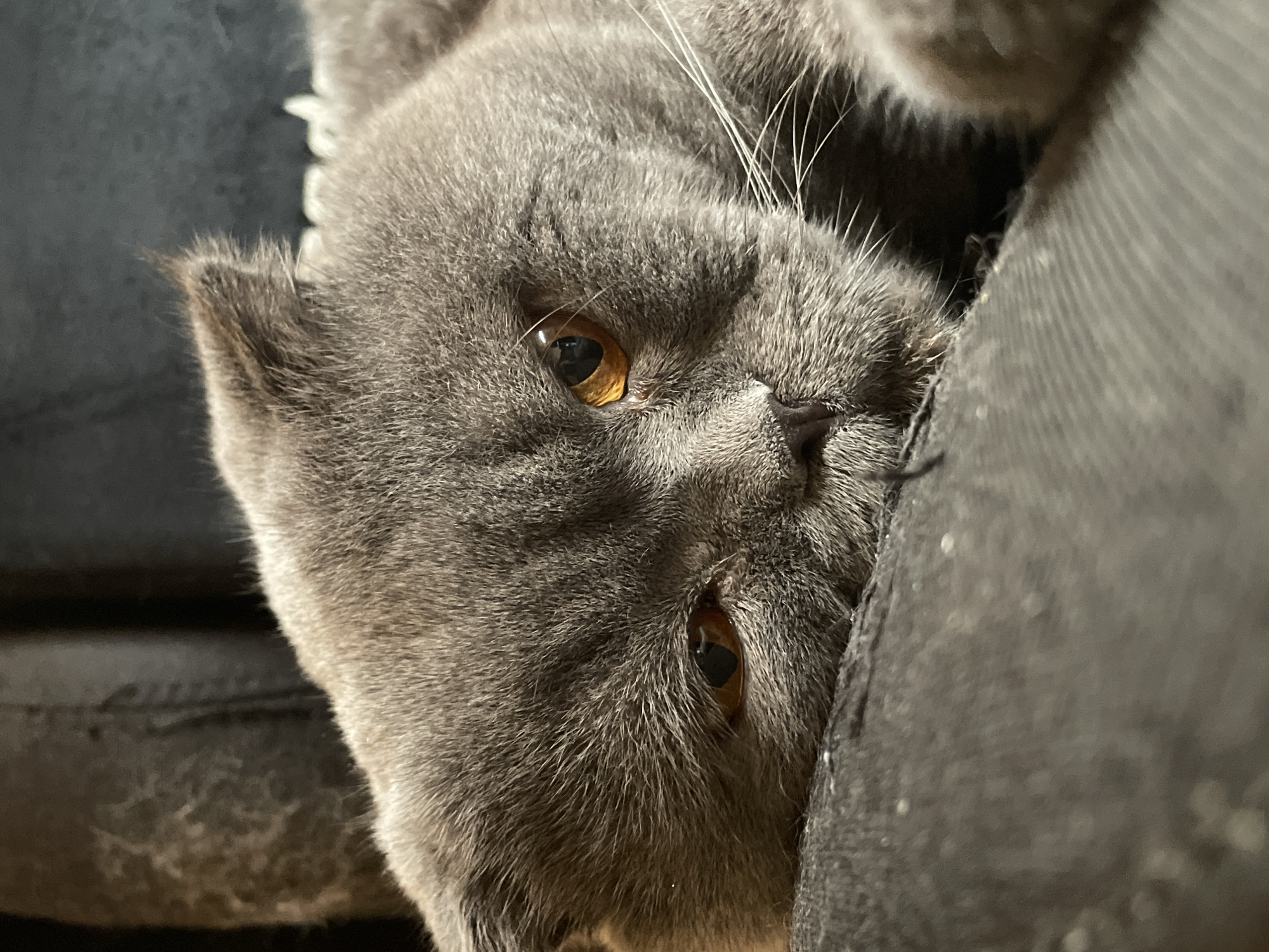 Grey Scottish Fold cat relaxing and playing indoors