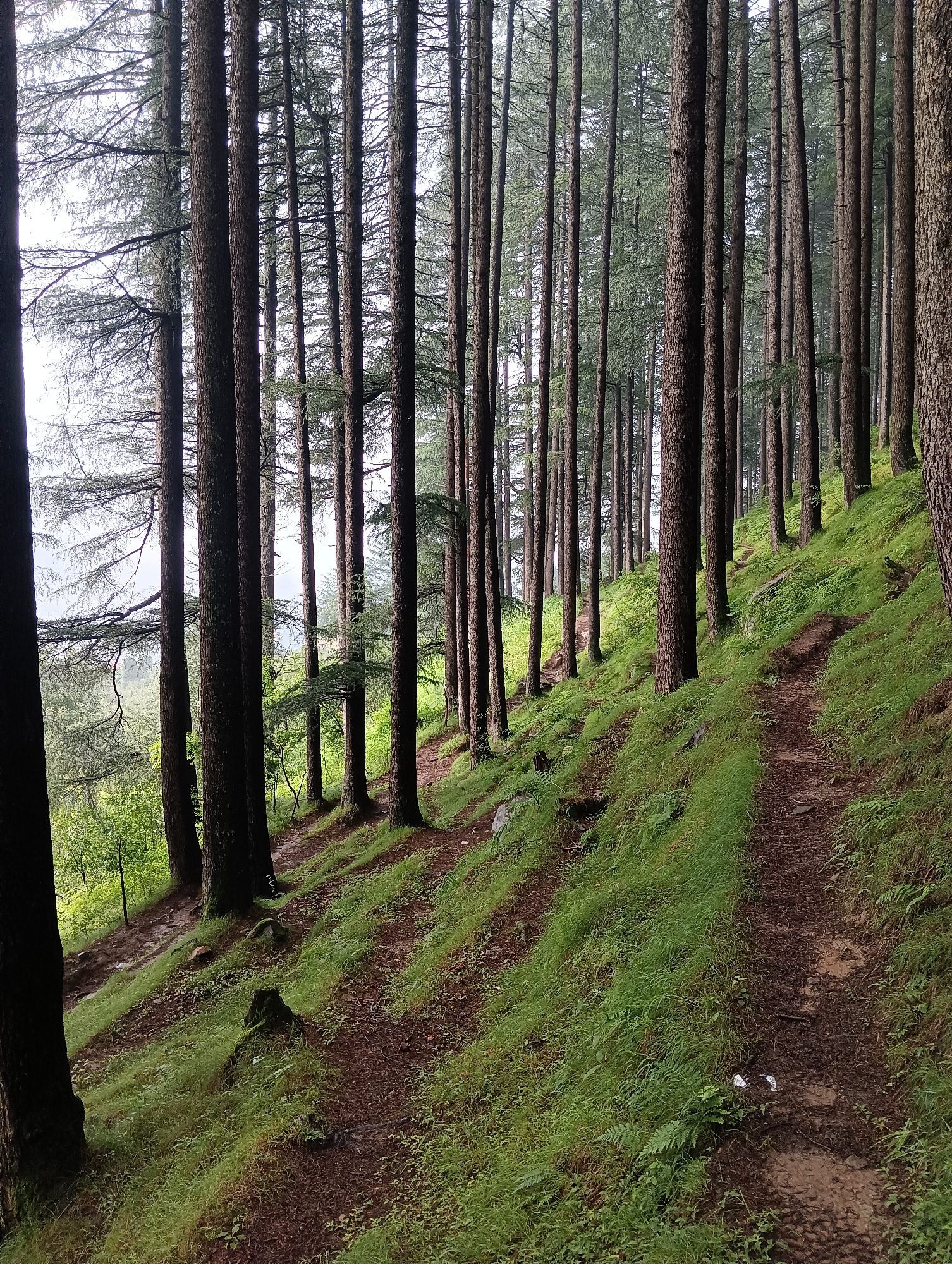 Misty pine forest trails in the hills above Chhyal
