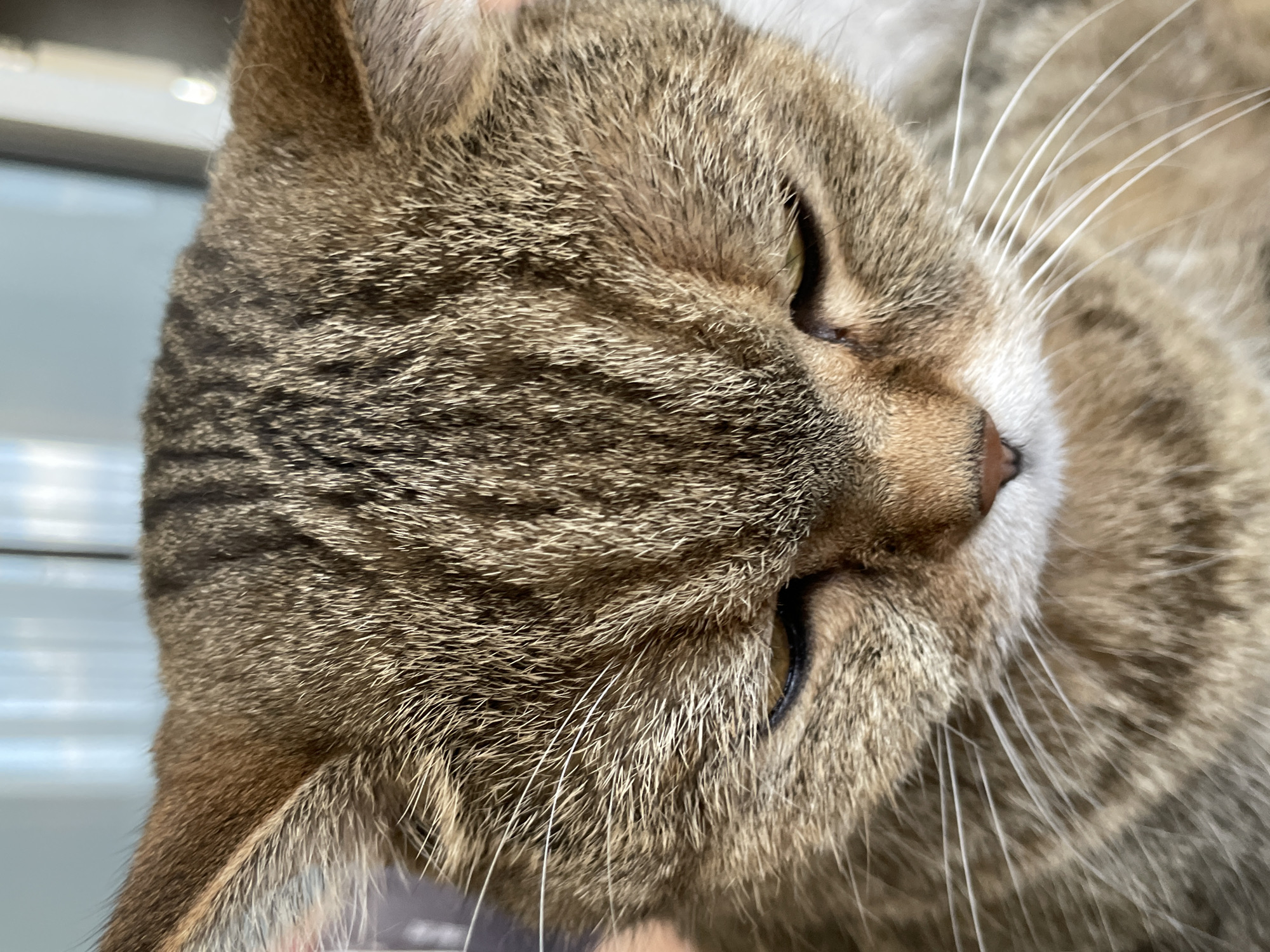 Tabby cat close-up, indoors in Saint Petersburg