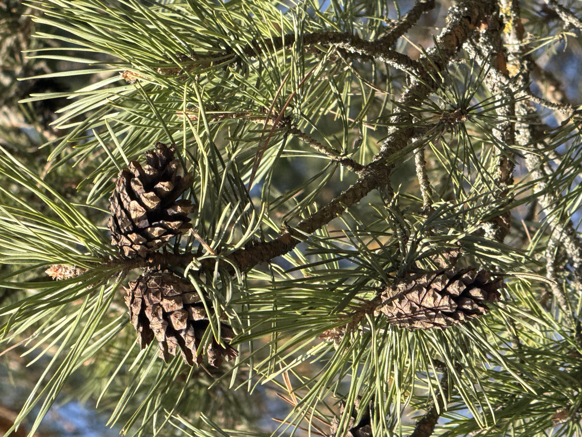 Pine tree with three pinecones observed in Dmitrov