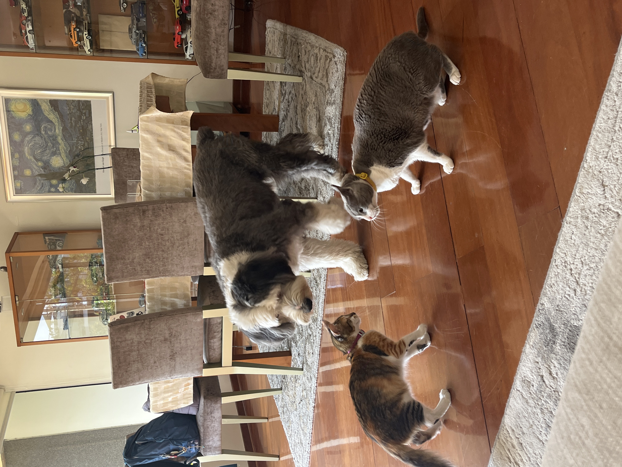 Pets relax together in Santiago de Surco home