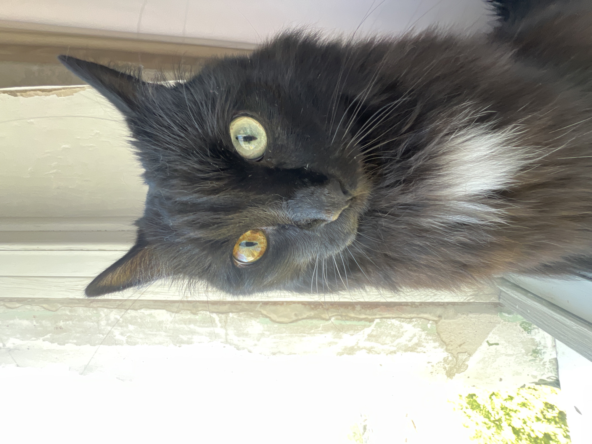A heterochromic black cat steals the show in Chaikovsky