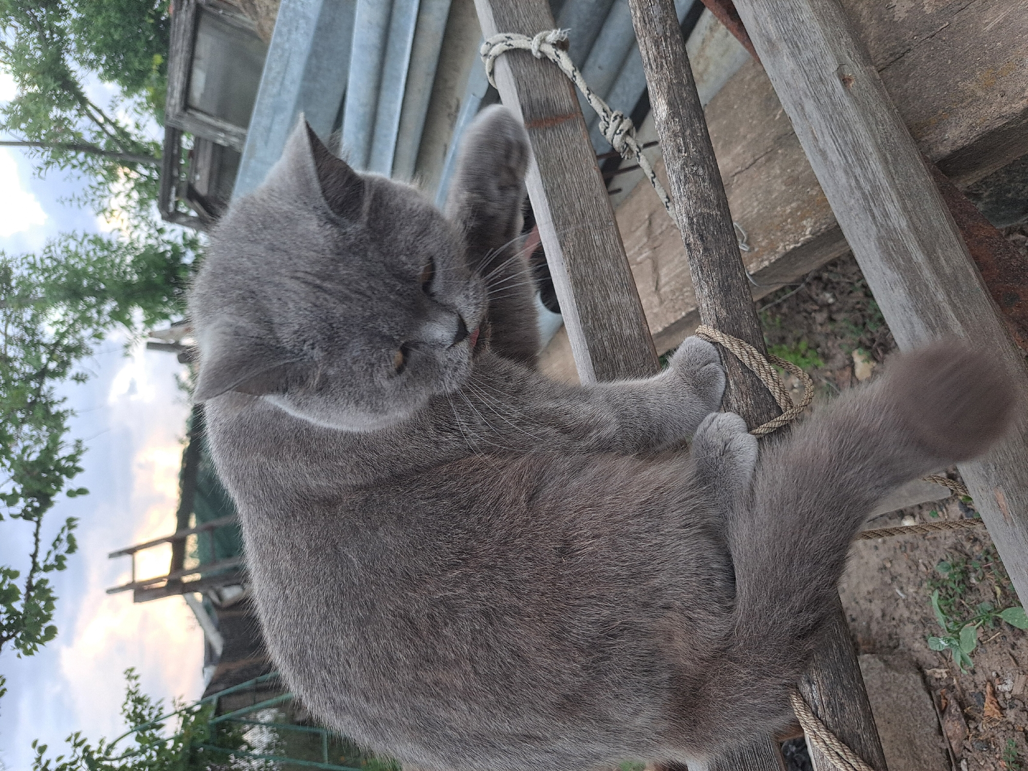 Lazy June afternoon at a rural Ukrainian property, cats included
