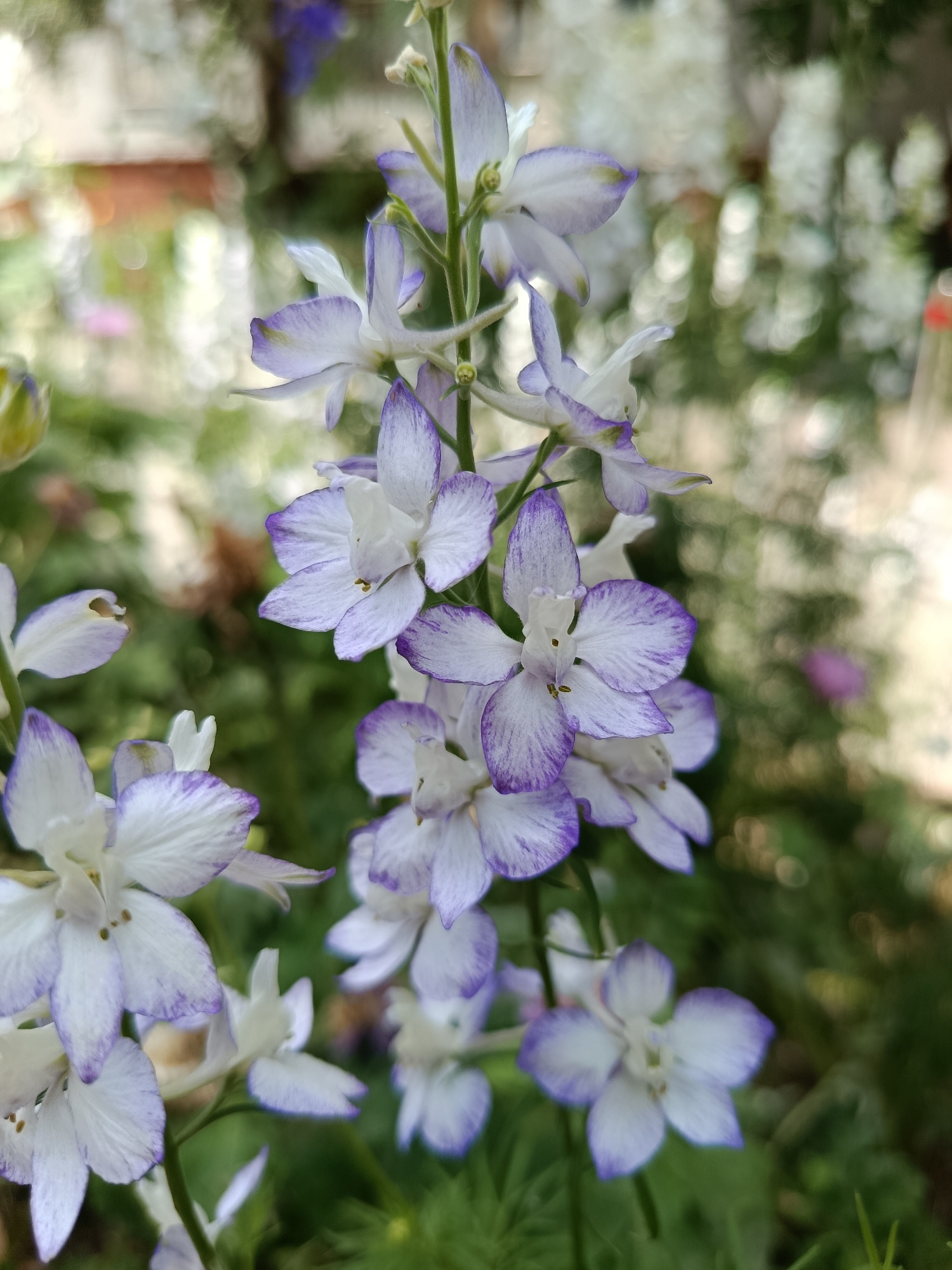 Garden walk with flowers, insects, chalk art, and a resting cat