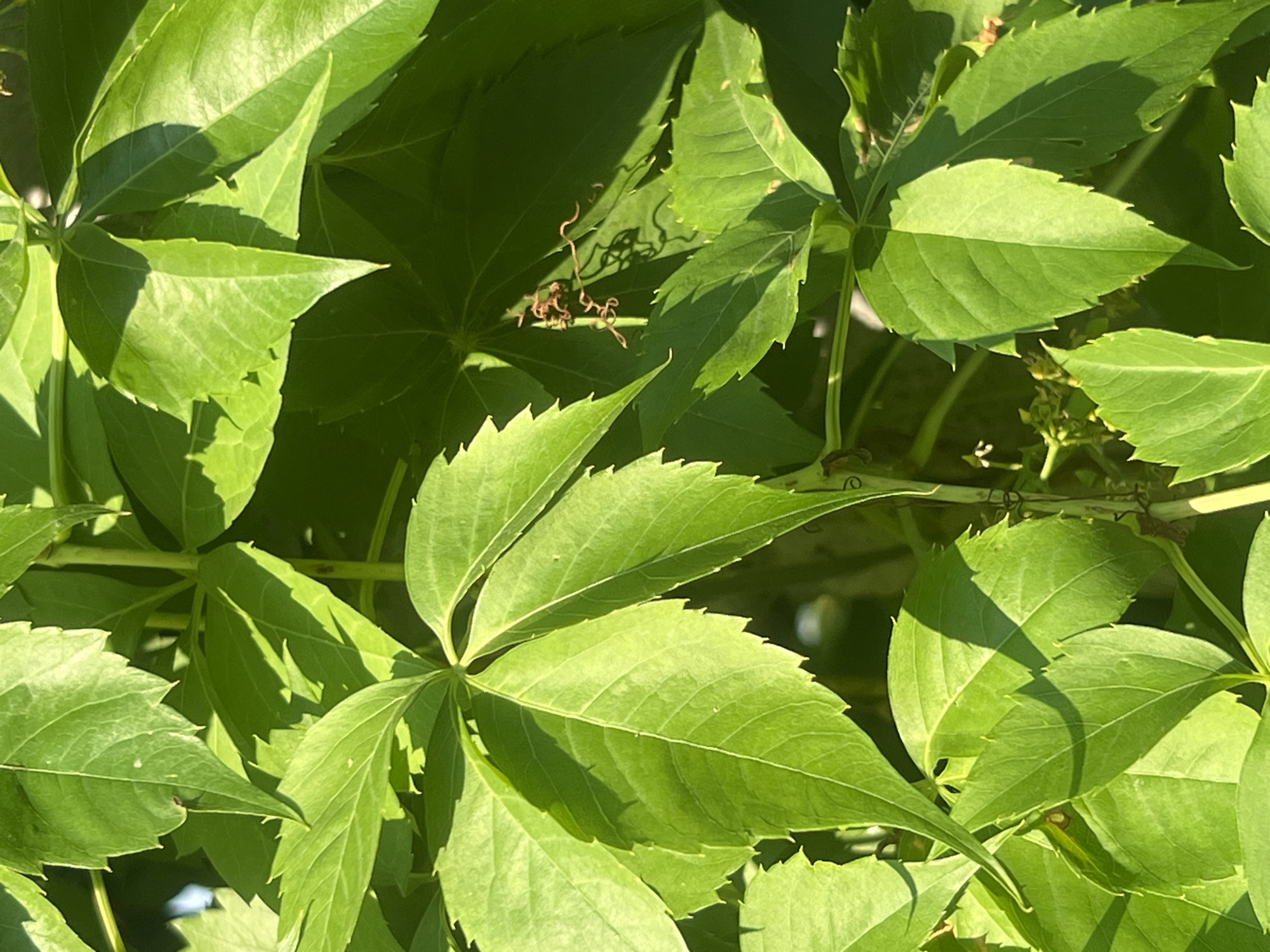 Roadside flora and leaf damage along Bârnova's rural edges