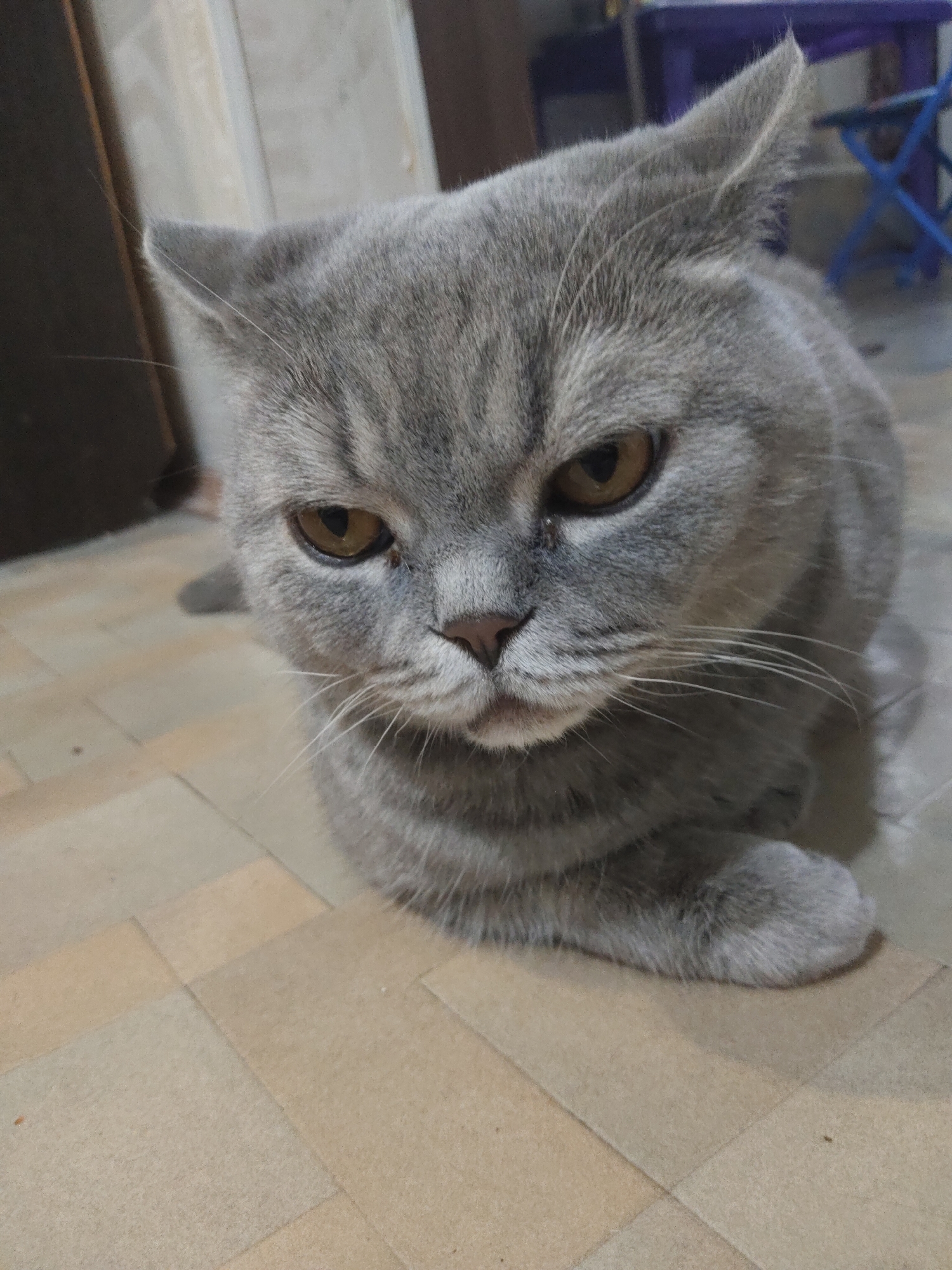 Gray cat observed resting indoors across multiple locations