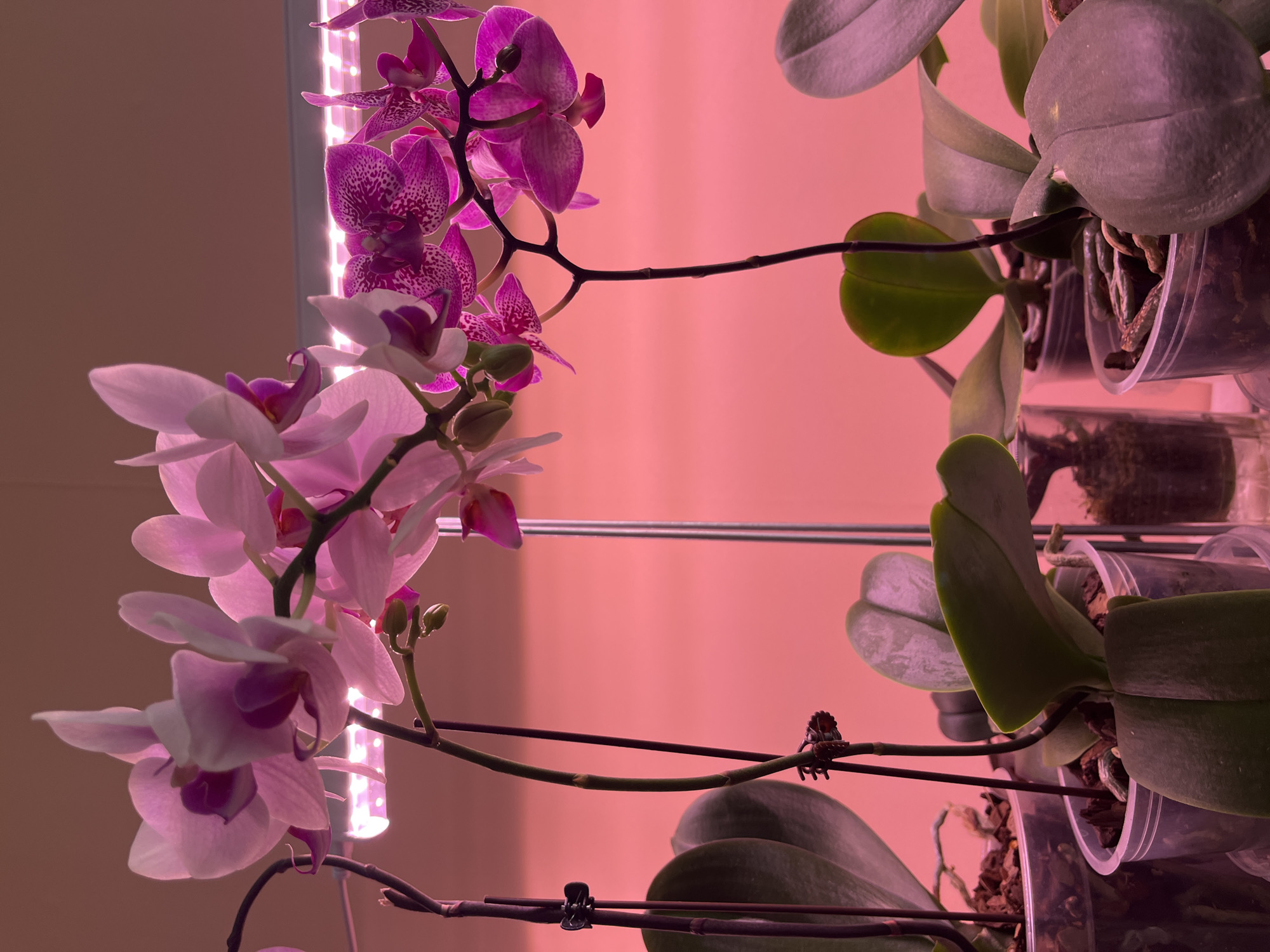 Morning domestic scenes: hair styling, rest, plant care captured