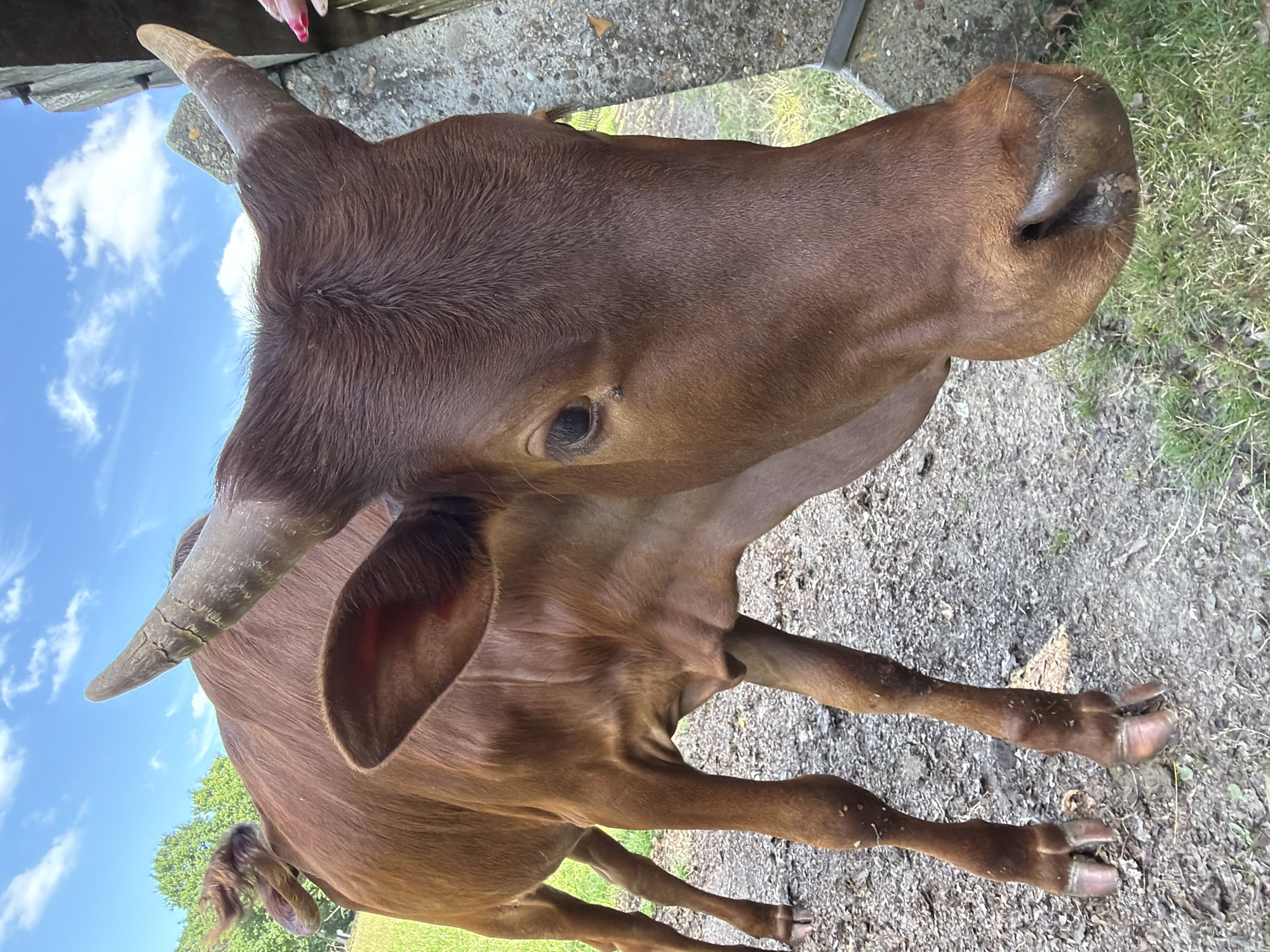 Afternoon at a Helmond wildlife park, animals everywhere