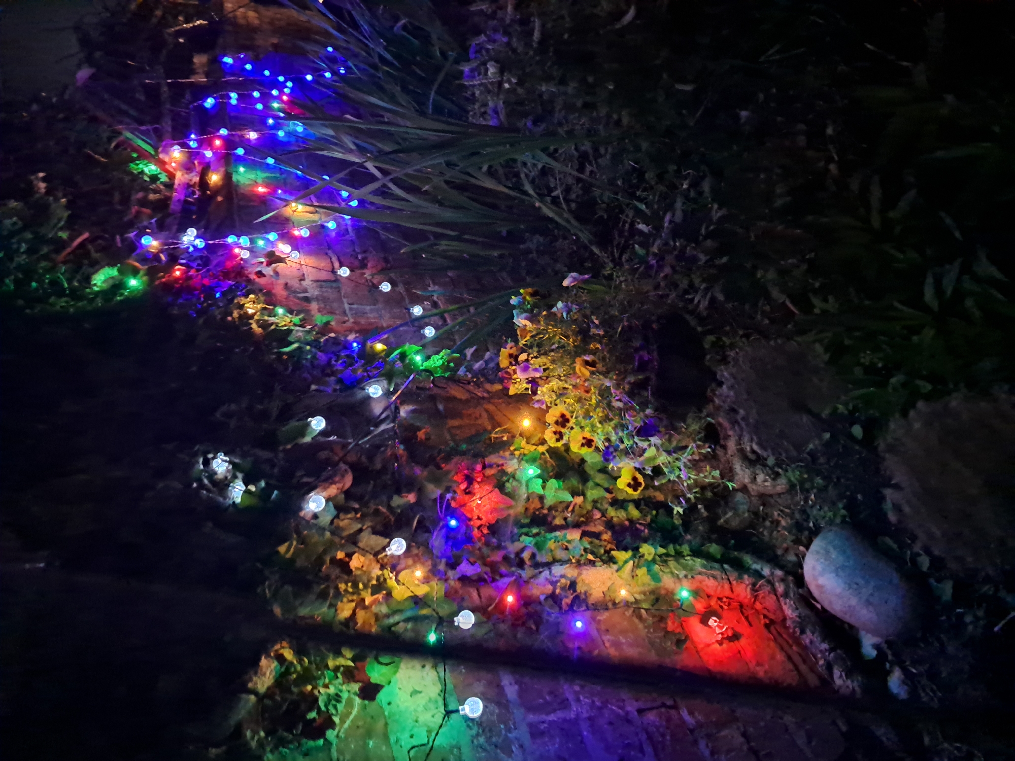 Colorful fairy lights strung across a Northampton garden at night