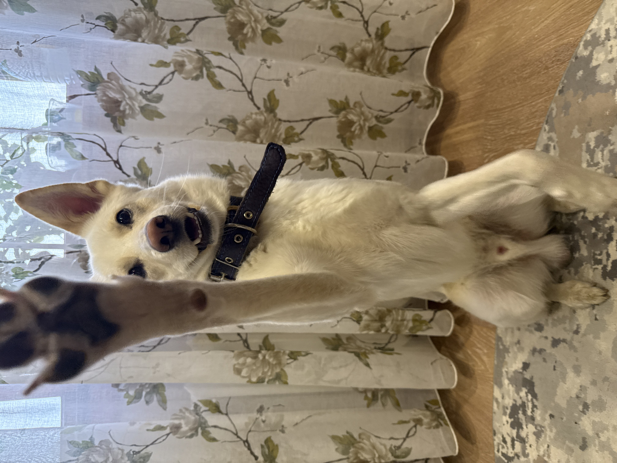 Birthday celebration with playful dog in Markovskiy, Russia