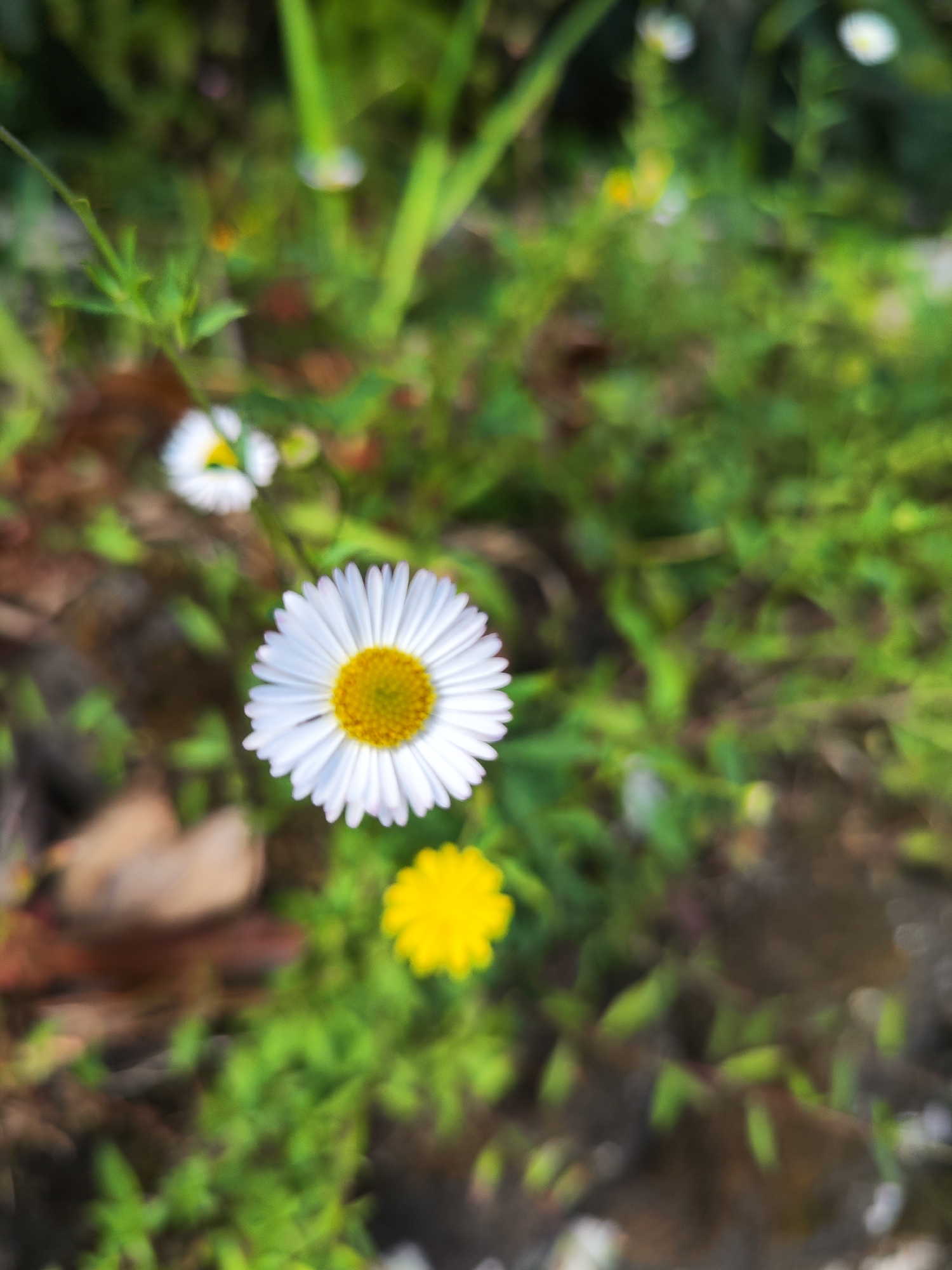 Spring wildflowers and landscapes documented in Ribeira Grande, Portugal