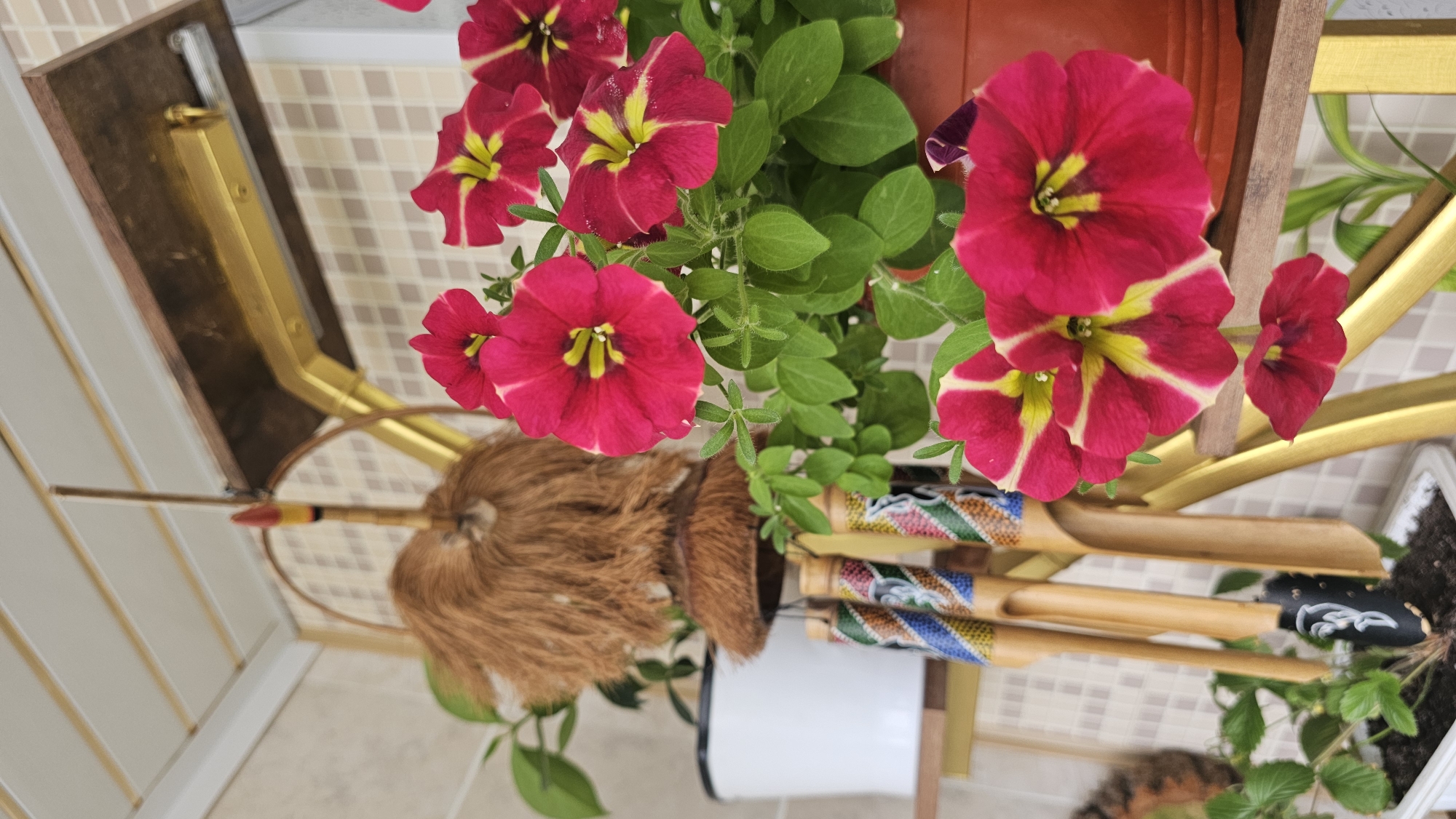 Potted flowers on a Smolensk shelf, summer morning