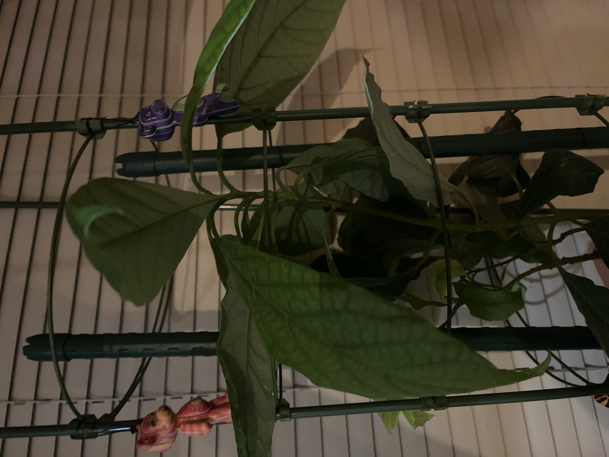 Avocado plant and Japanese garden pond, quiet greenery.
