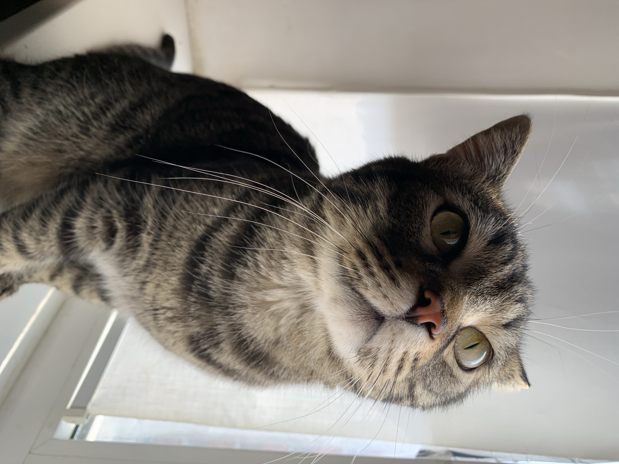 Tabby cats lounging and peering out apartment windows
