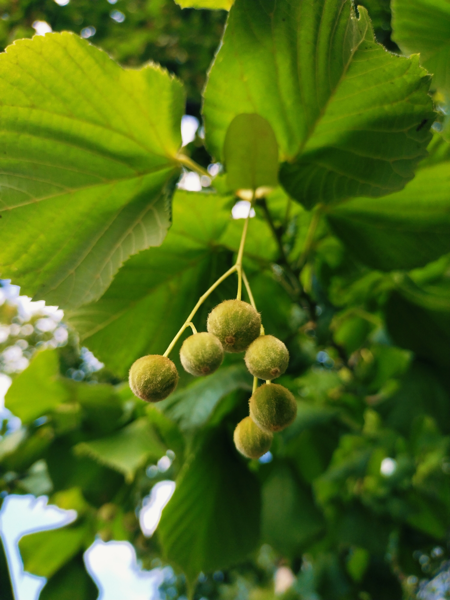 Summer trees up close in Horishni Plavni, Ukraine