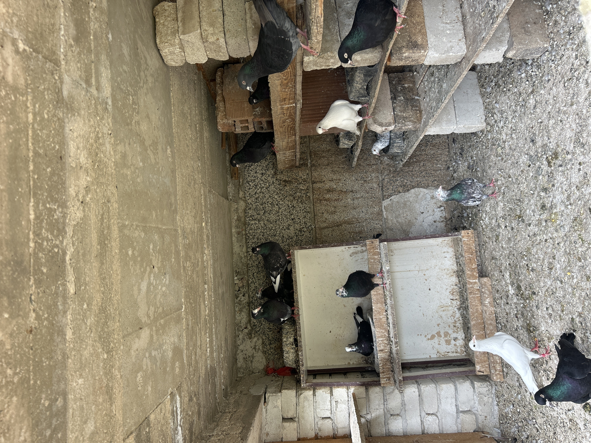 Morning scenes in Kochevo: pigeon loft, peacock, broken BMW