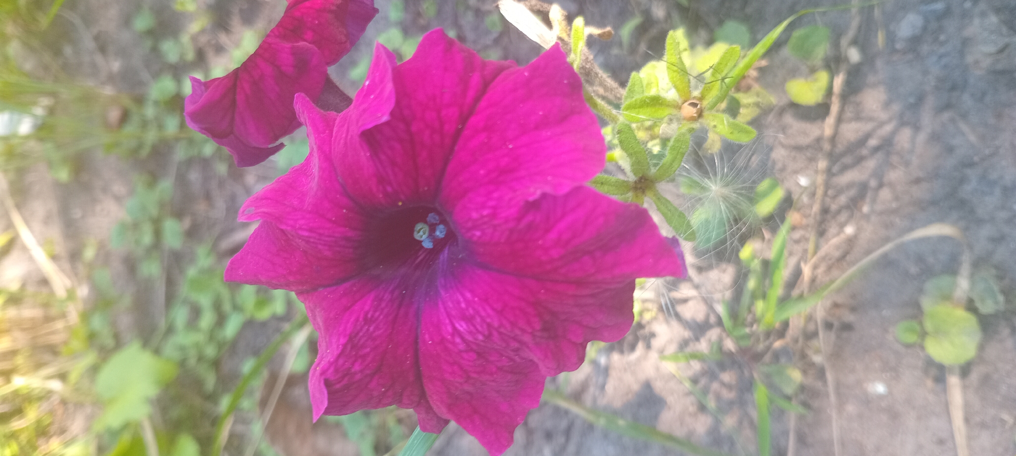 Close-up garden and wildflower photography across a single morning