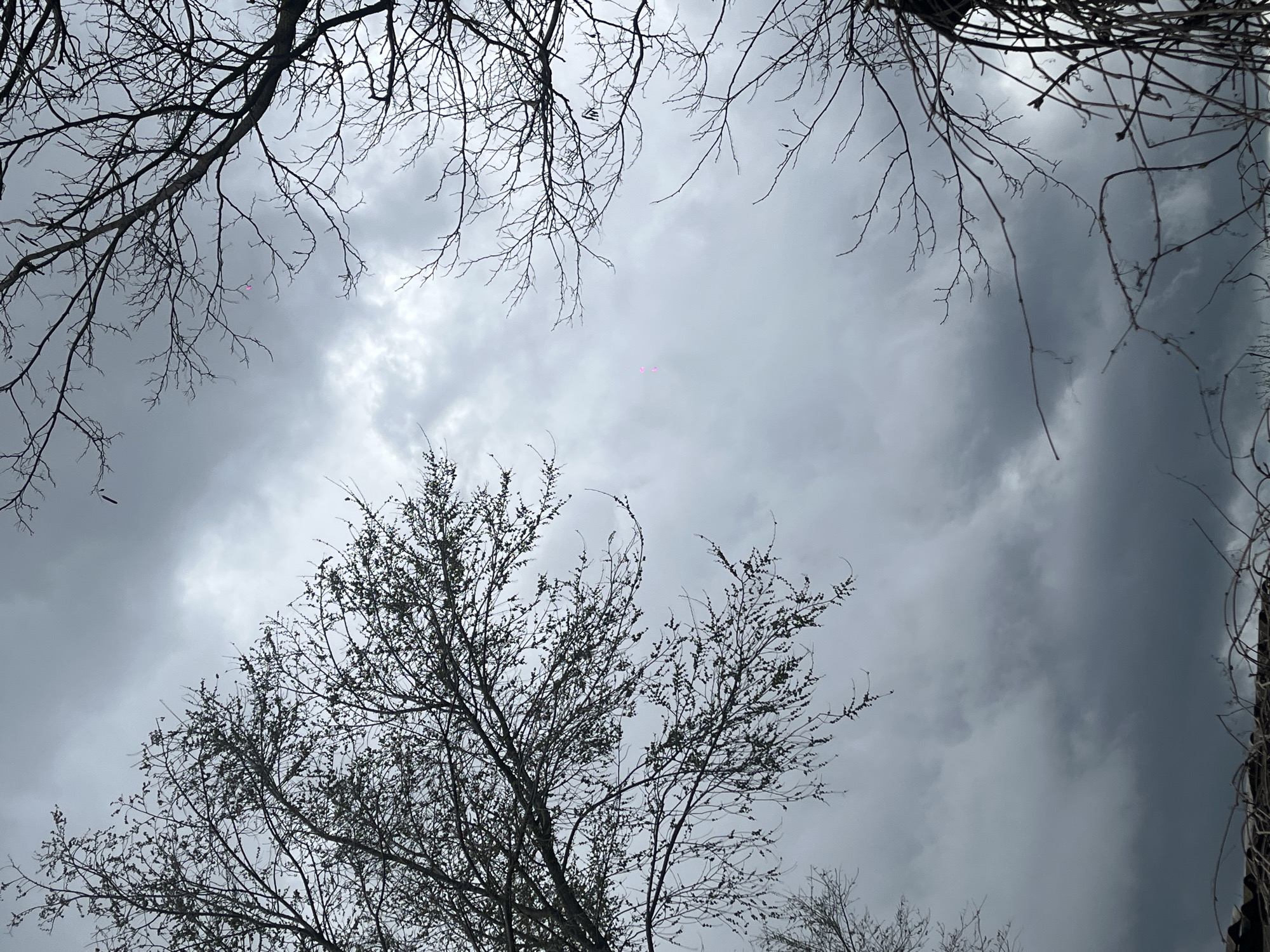 Spring blossoms emerge amid bare trees in overcast Russia
