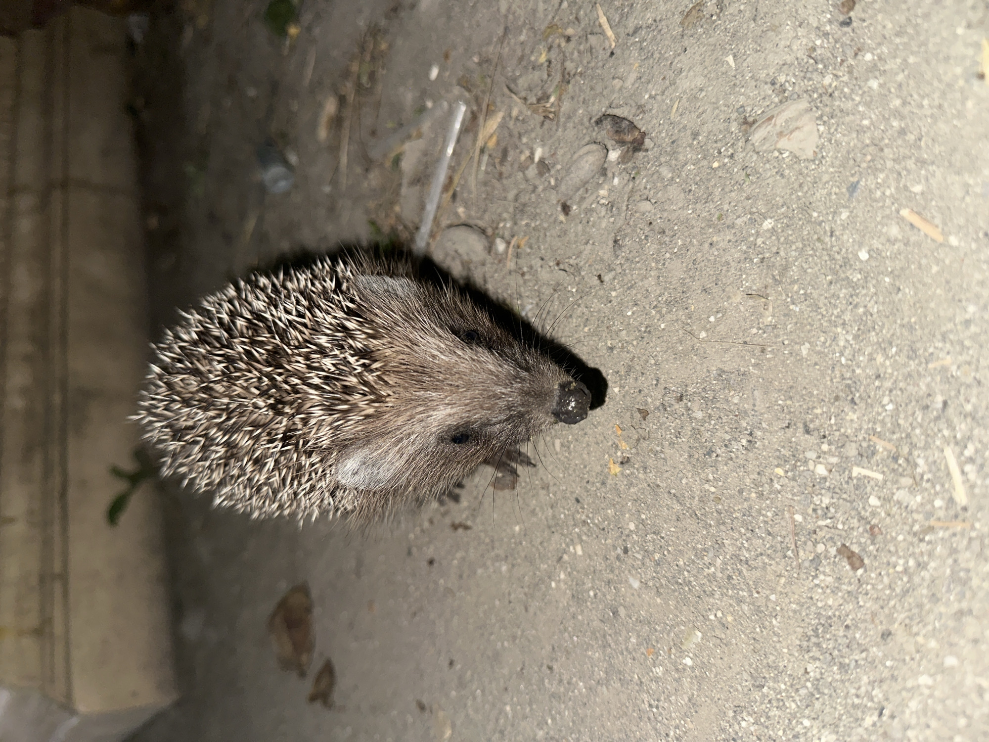 Hedgehog spotted up close in rural Dagestan