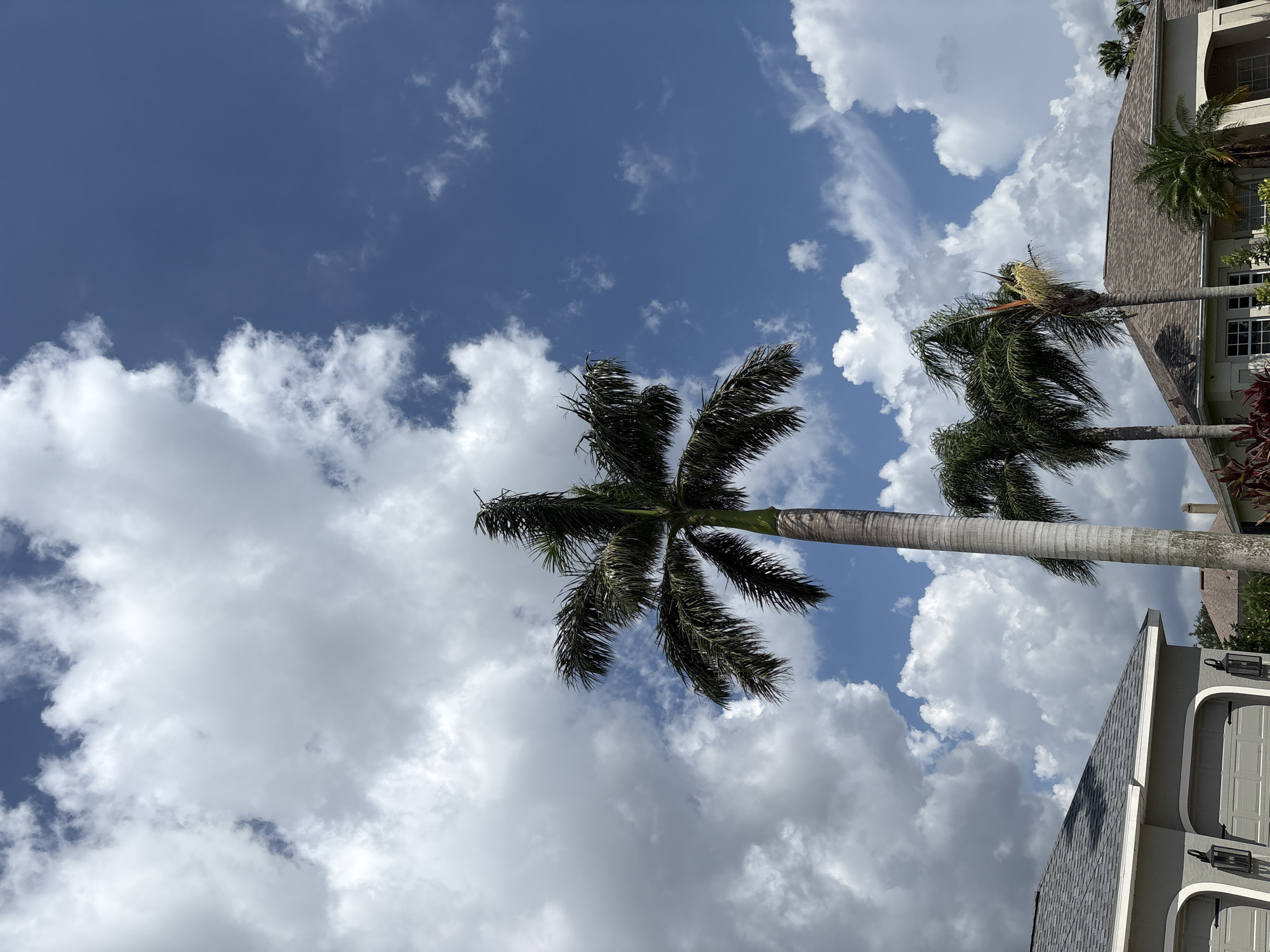 Suburban Parrish streetscape: pergola, palms, and summer sky