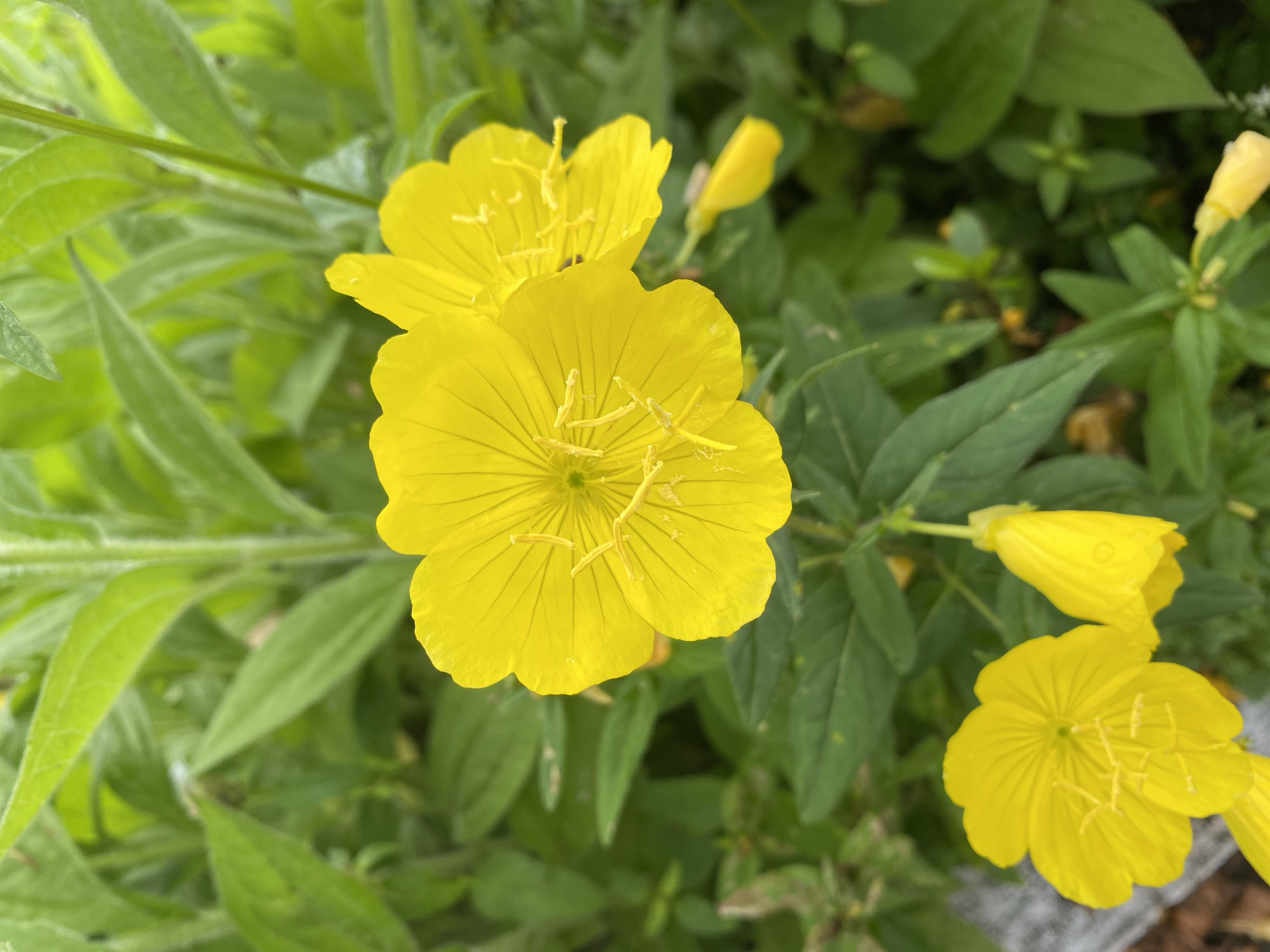 A quiet Maykop morning: gardens, pets, and wet streets