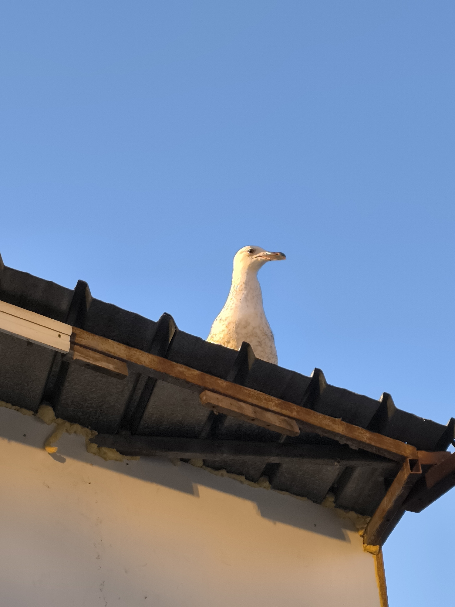 Animals spotted around Burgas: seagull on roof, two cats