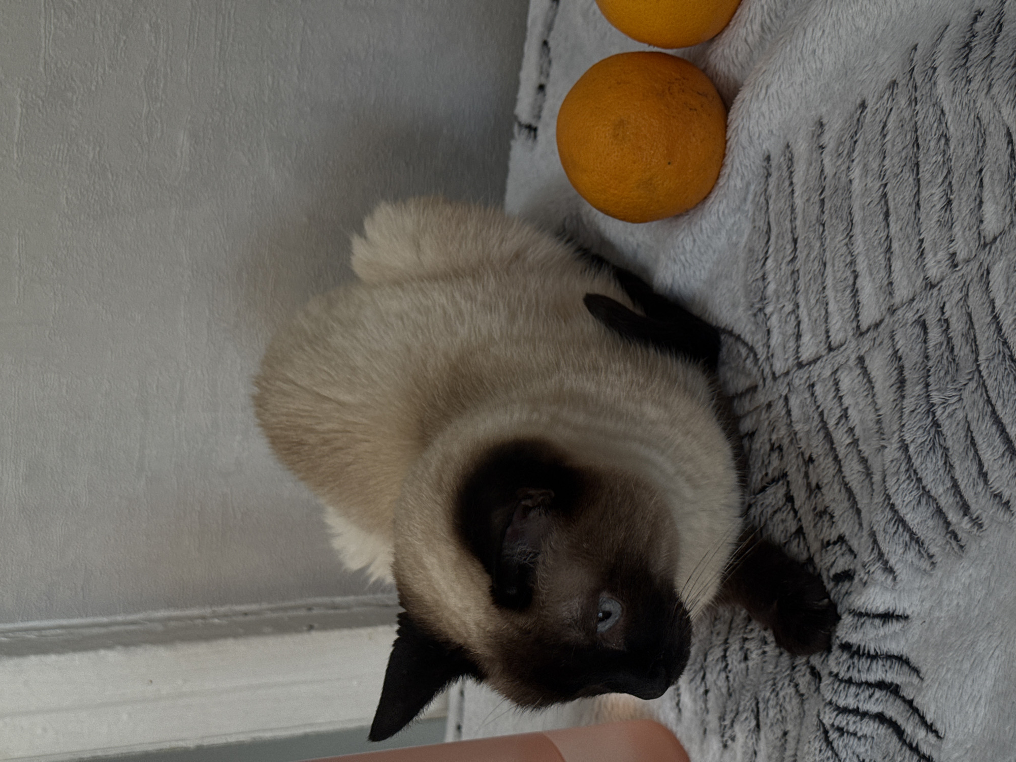 Domestic moments with Siamese cat captured during sunrise in Chaikovsky