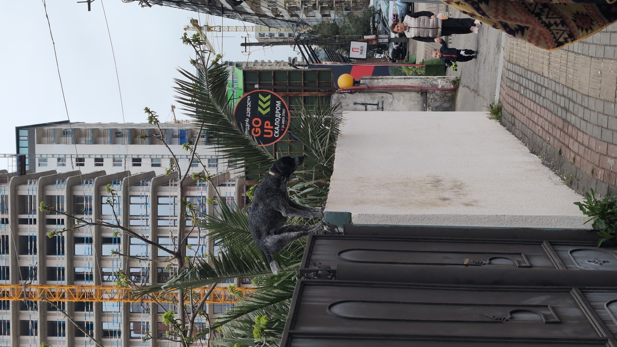 Dog barks atop street gate in Batumi, Georgia