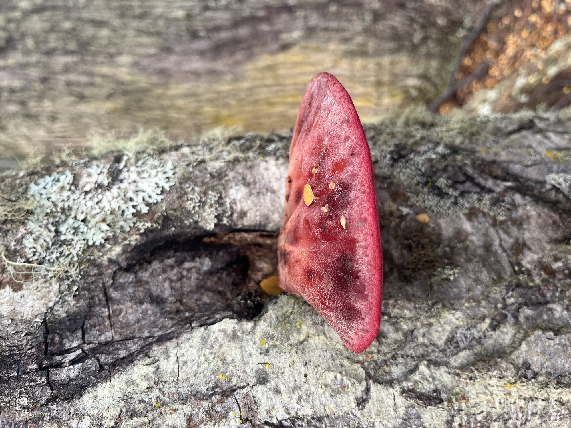 Forest fungi documented in Lapataia, Argentina
