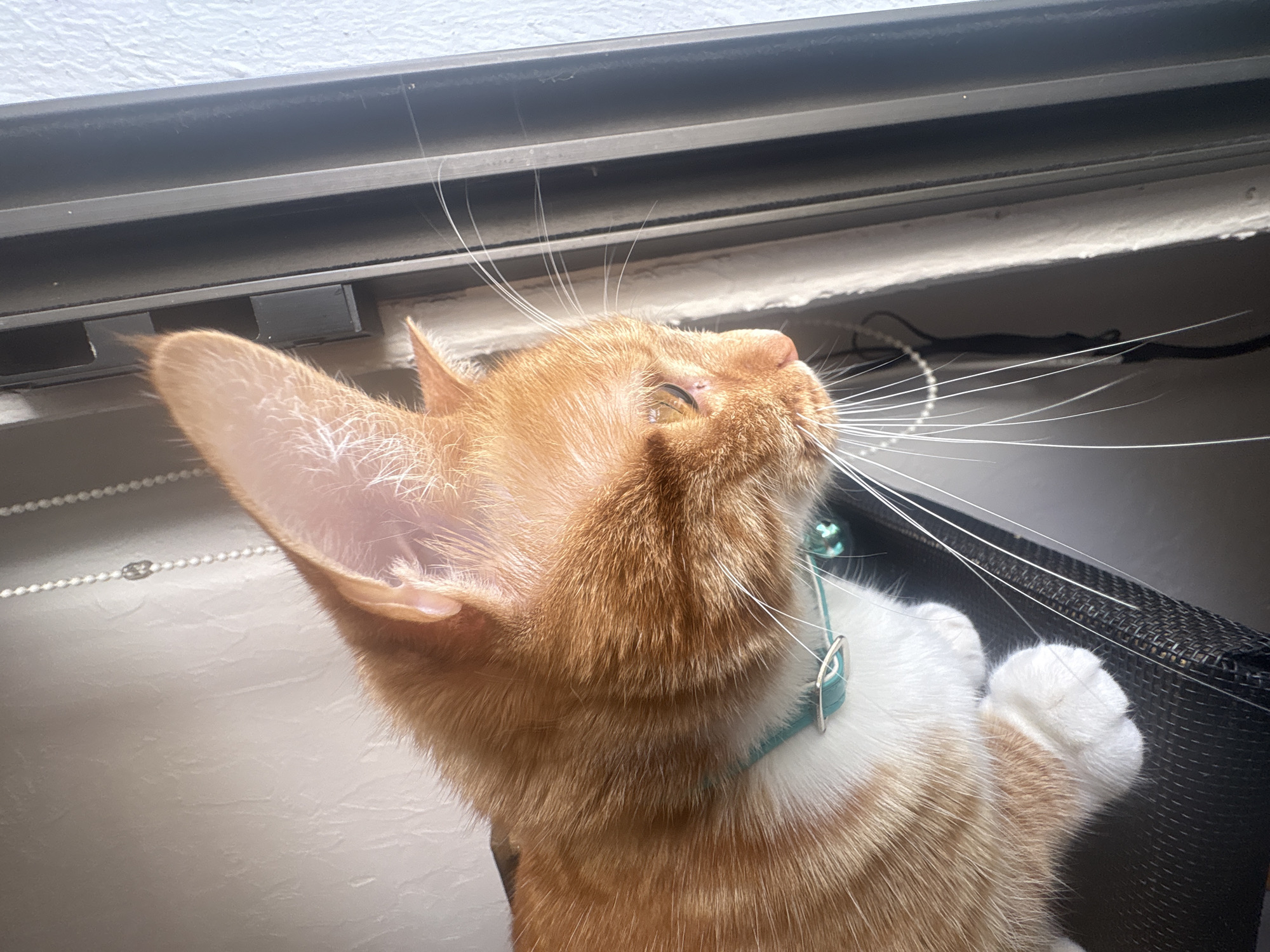 Orange cat with blue collar spotted resting in Mexico City