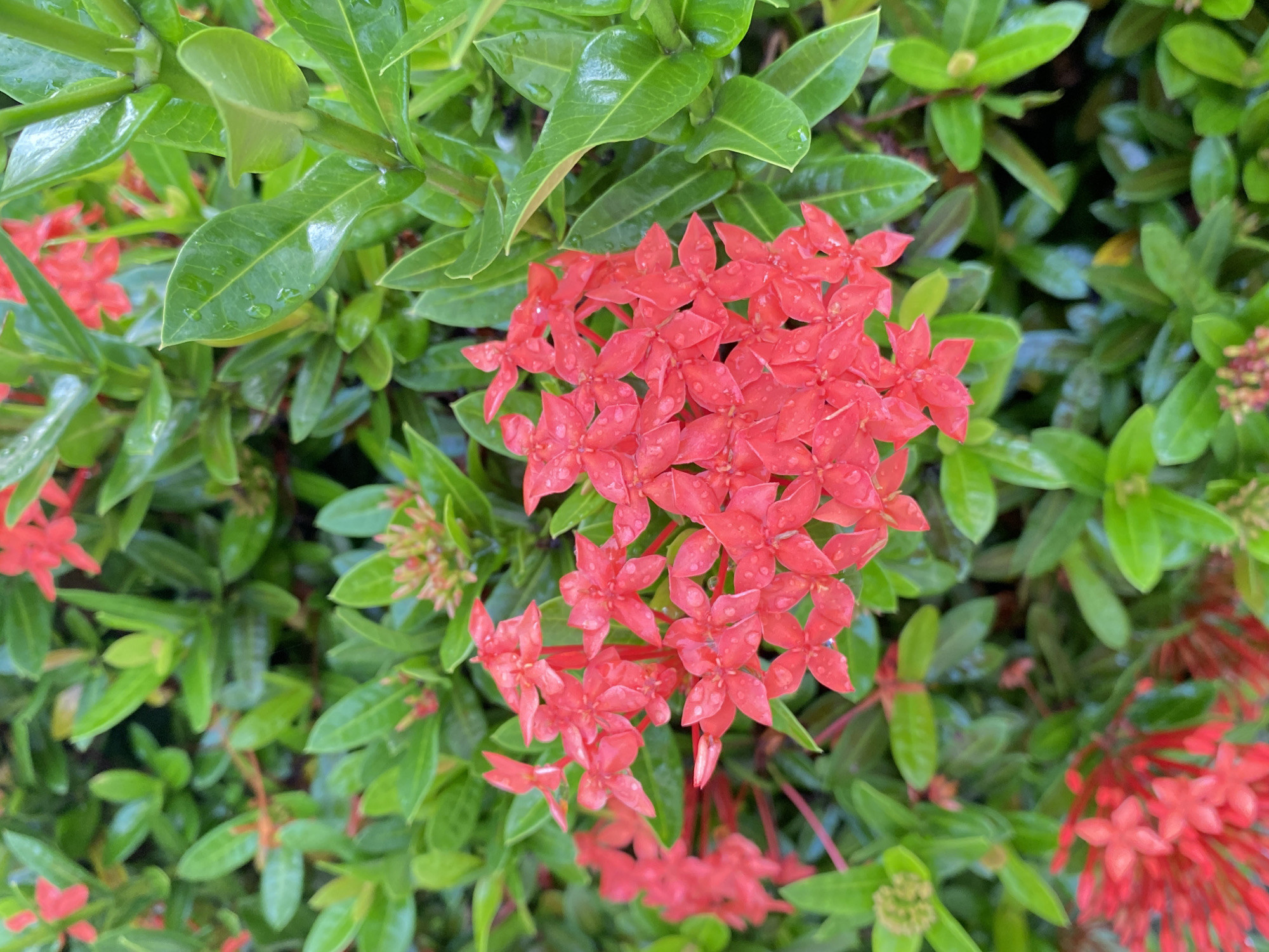 Evening street scenes and blooming Ixora flowers documented in Davao City