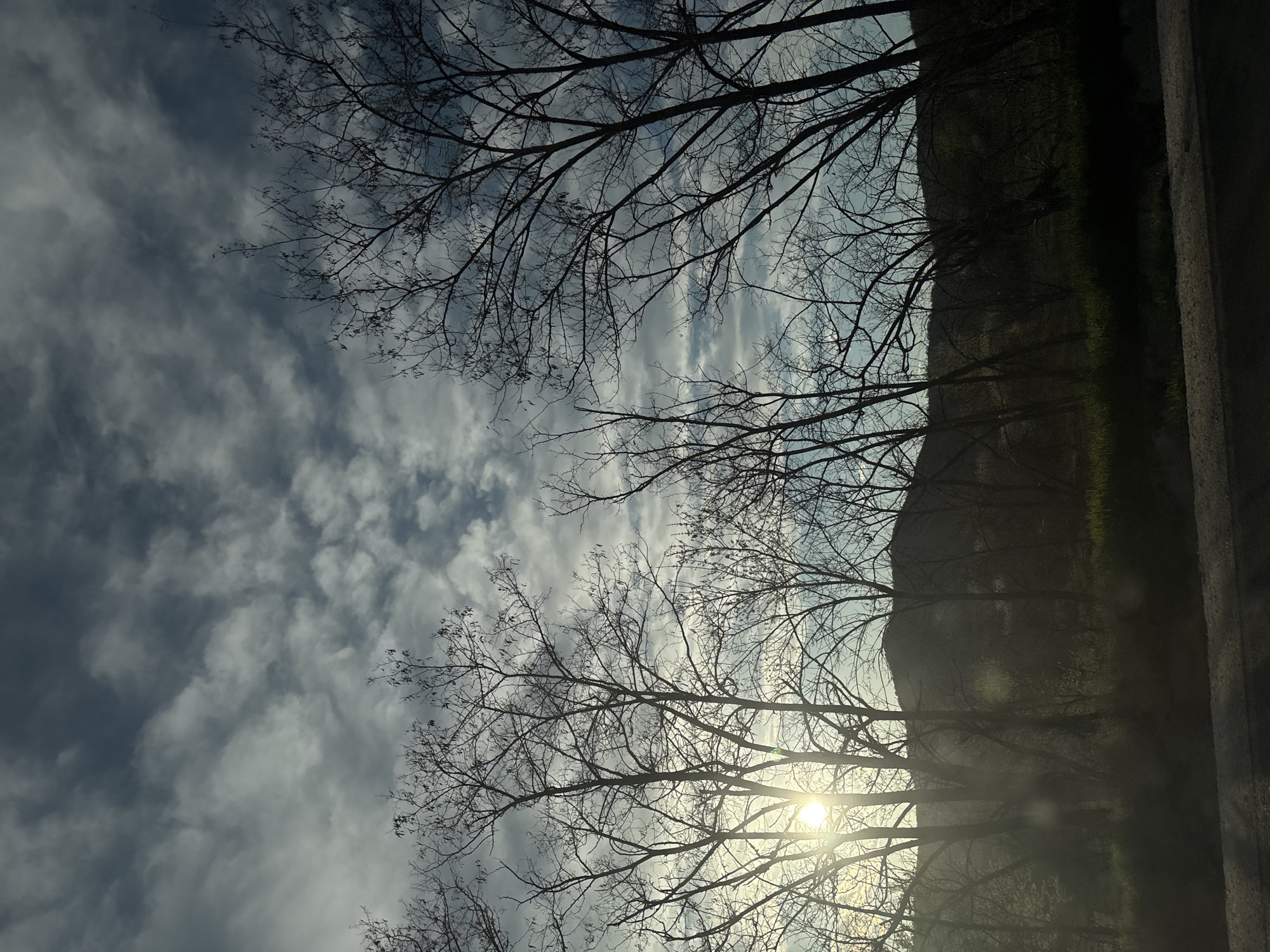 Spring afternoon sunlight through bare trees in Bulgaria