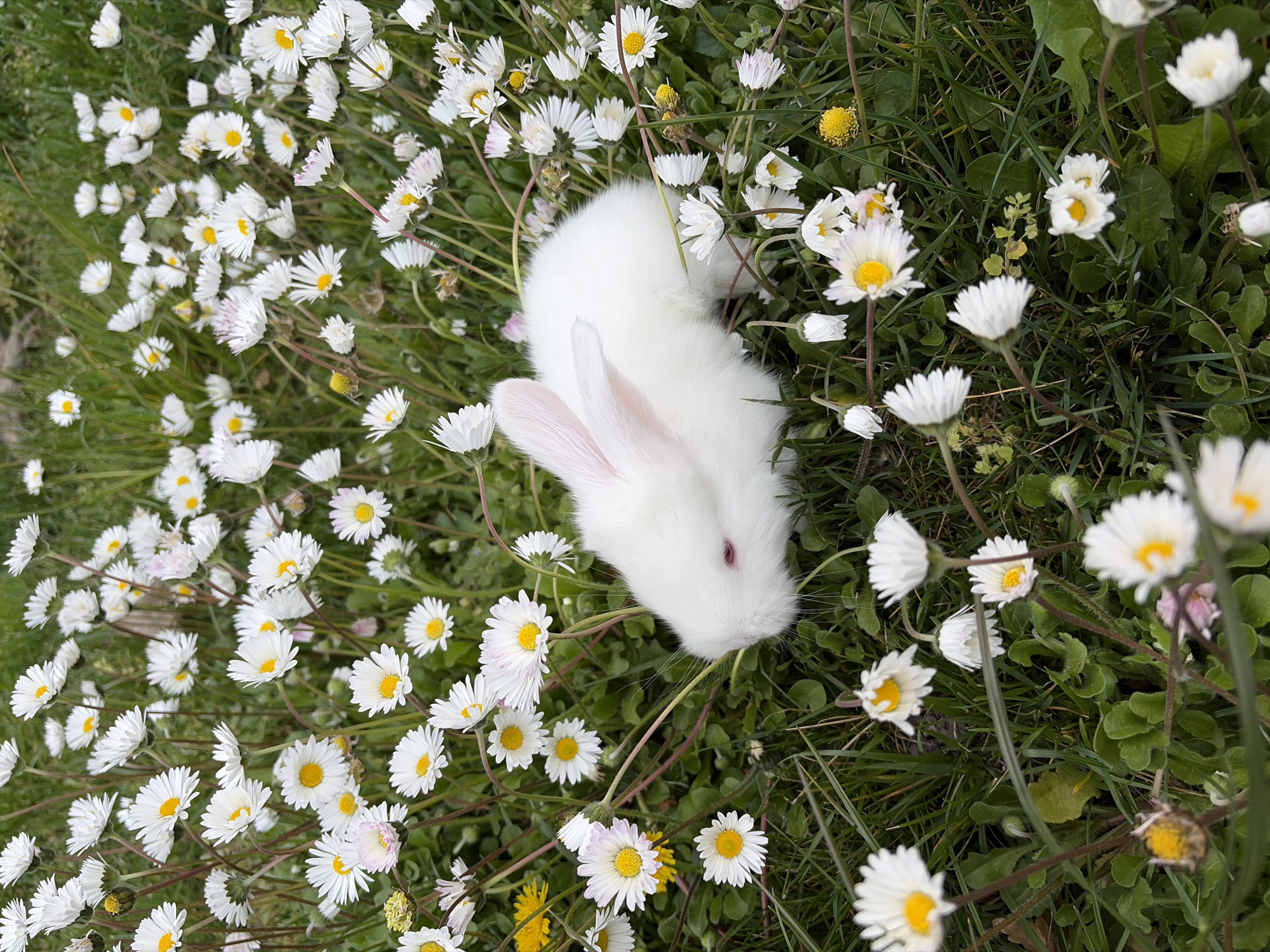 Spring wildflowers bloom in Bulgarian field