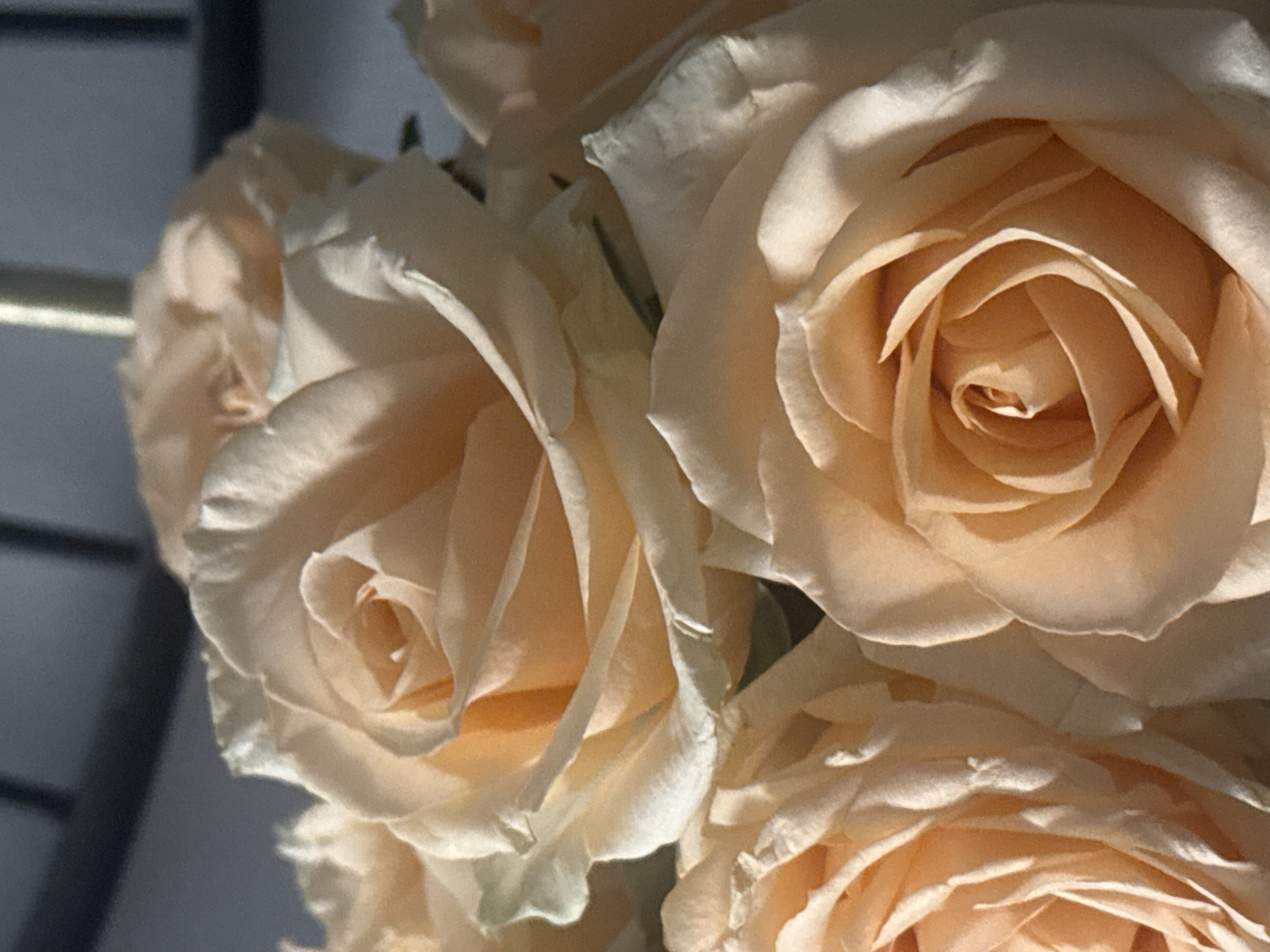 Interior decoration and flowers documented in Bat Yam home