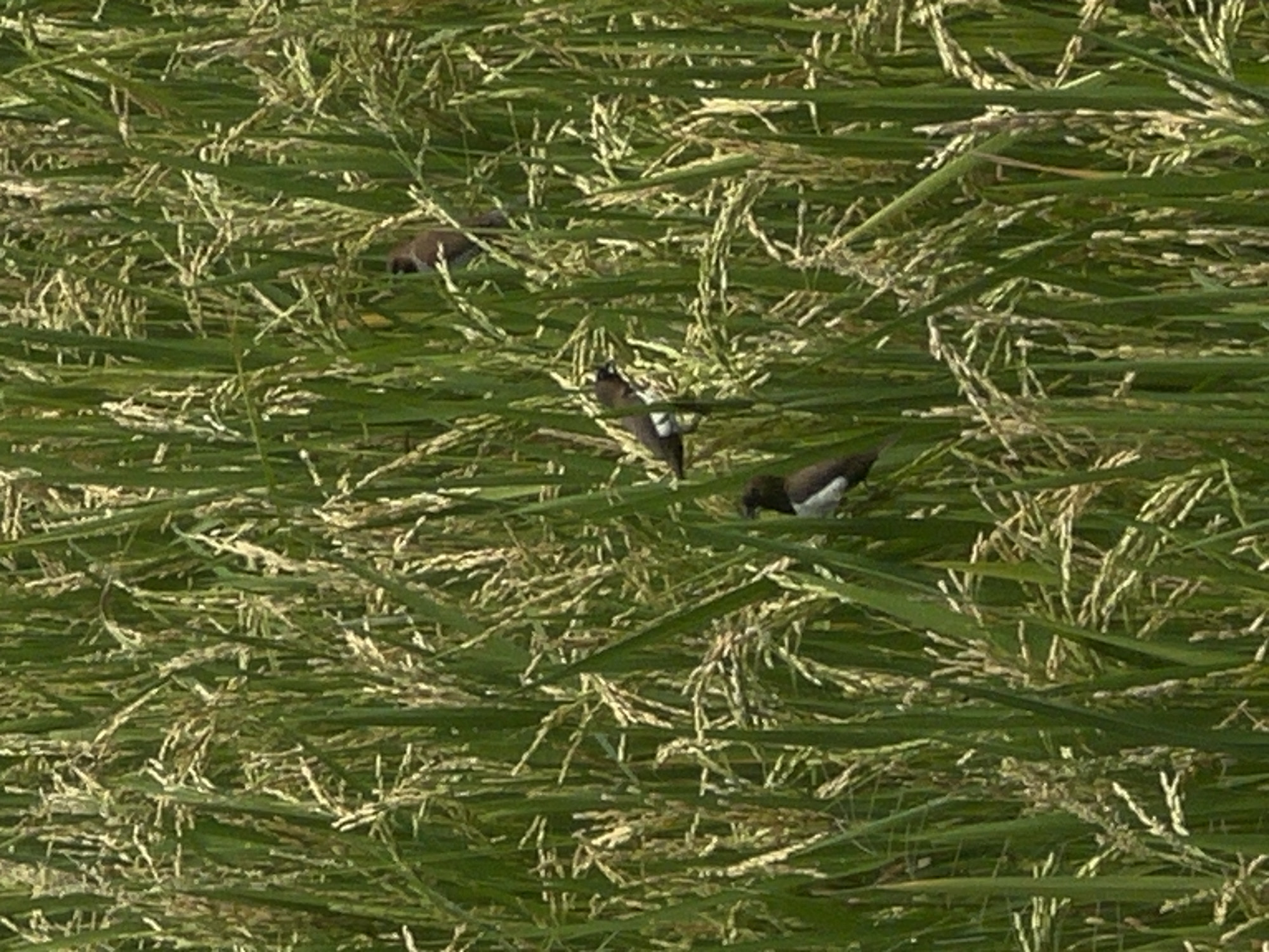 Birds spotted in rice fields near Canggu, Indonesia
