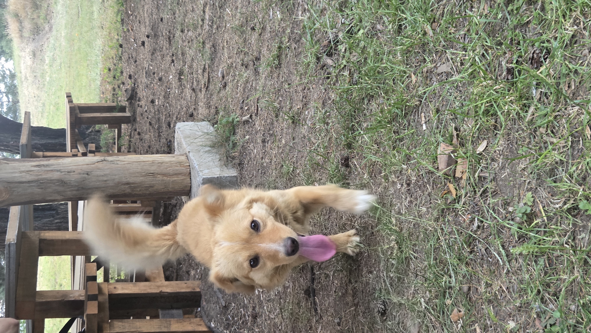 Friendly dog roaming a pine-scattered patch near Bania, Bulgaria