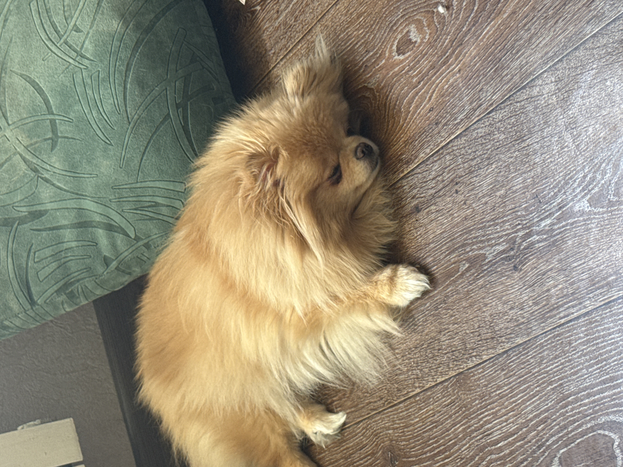 Pomeranian naps, snuggles, and idles through a quiet morning at home