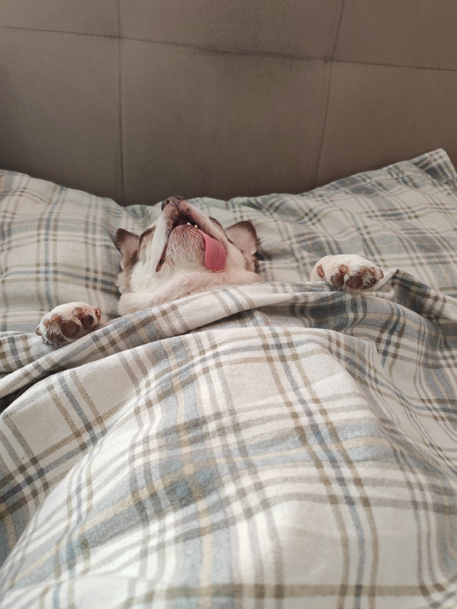 Chihuahua sleeps on back in plaid bed, Saint Petersburg