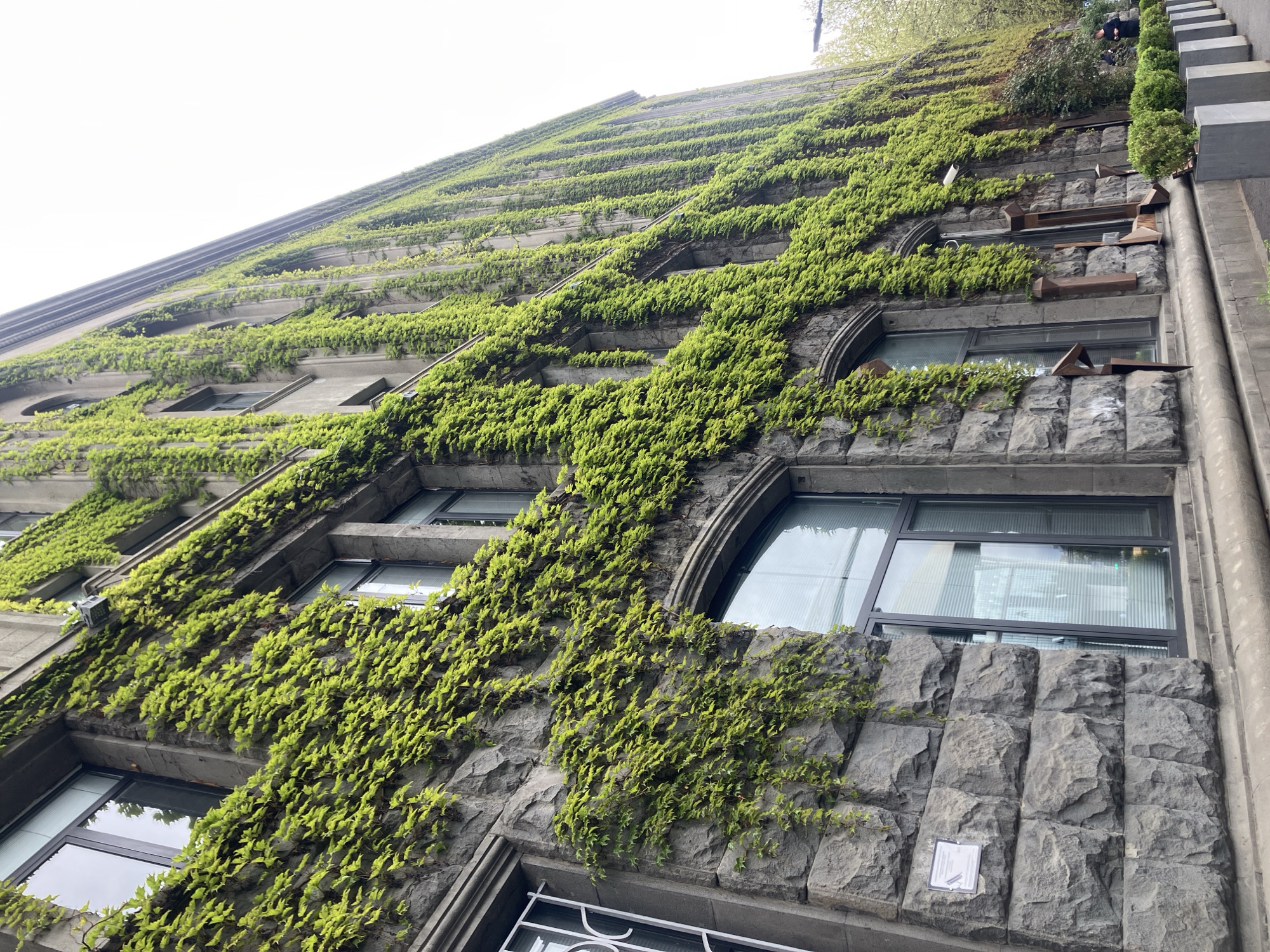 Ivy-covered building facade observed in Tbilisi, Georgia