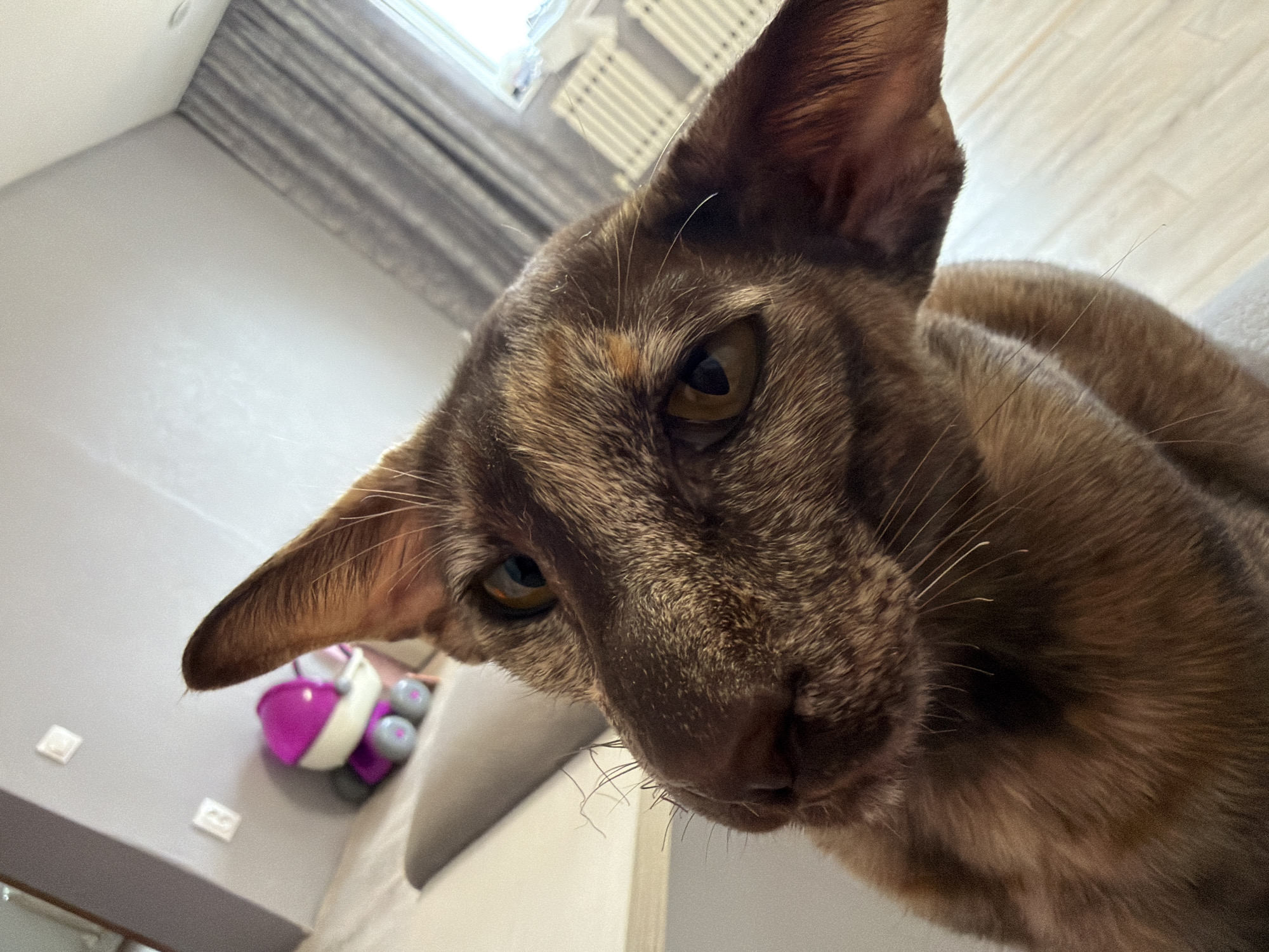 Cats, selfies, and goofy faces at home in Chaikovsky