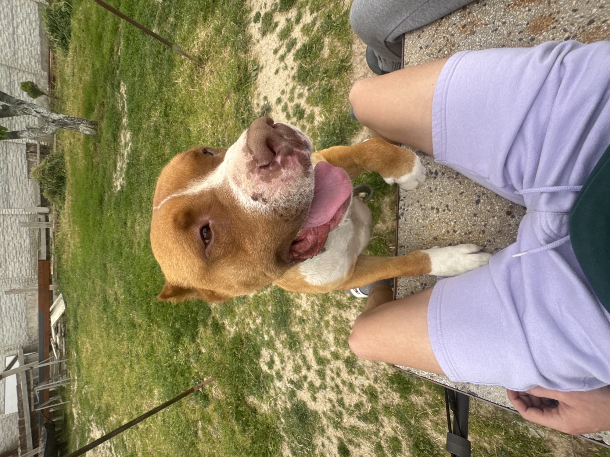 Dog stands on hind legs against person in Sliven