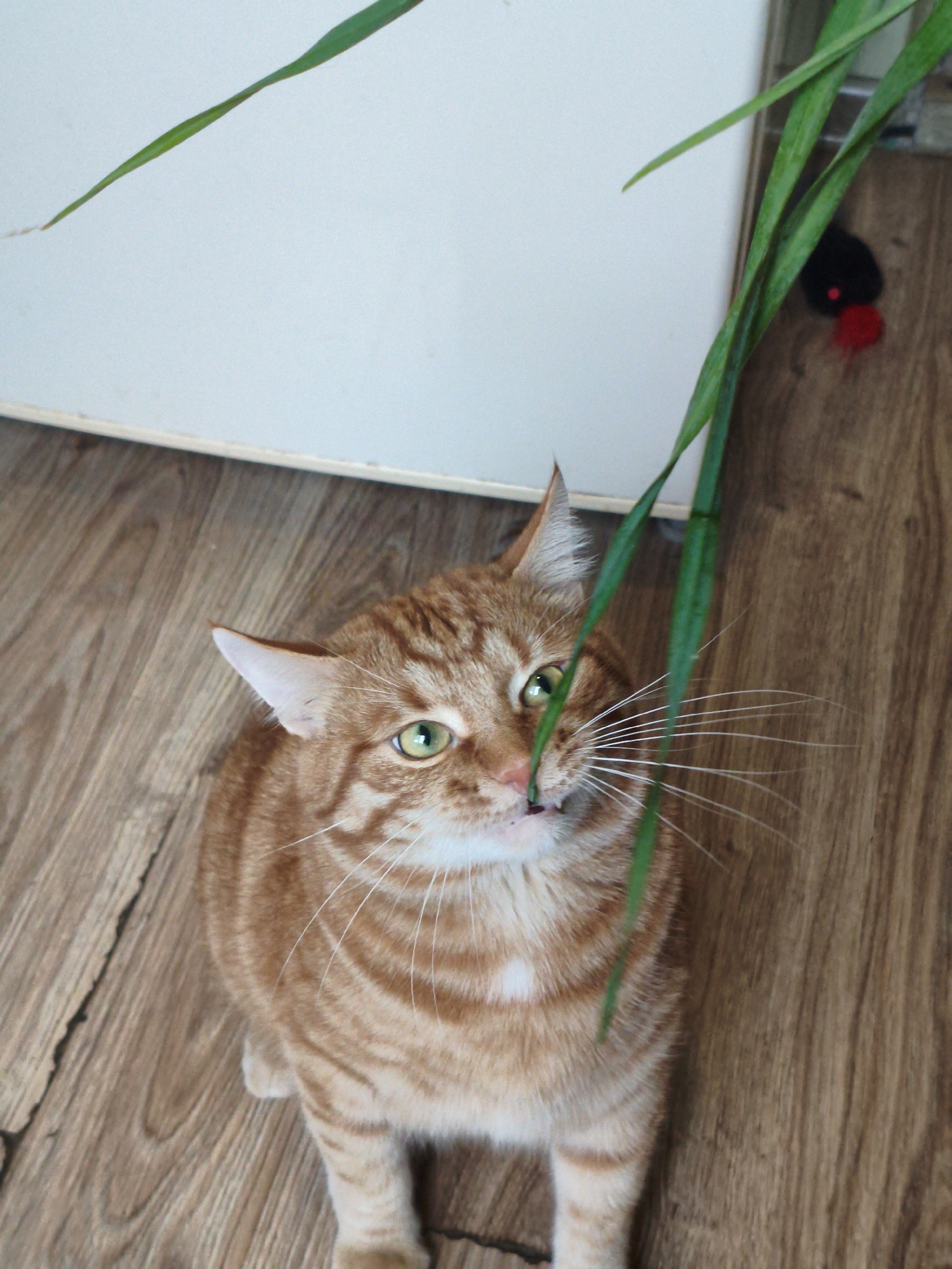 Orange tabby fixates on a dangling green leaf