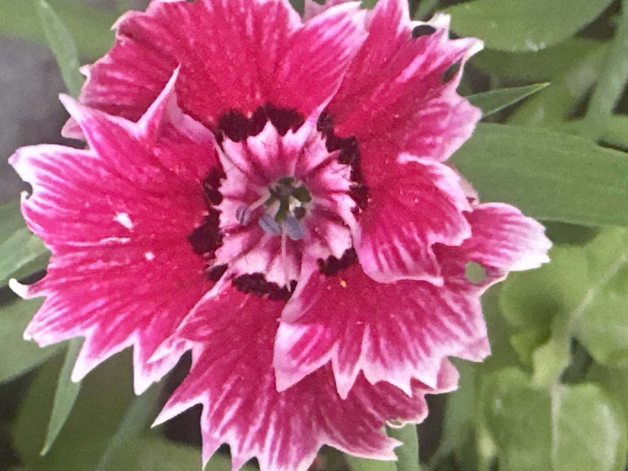Summer garden in Kyrgyzstan, flowers, insects, and ripening fruit