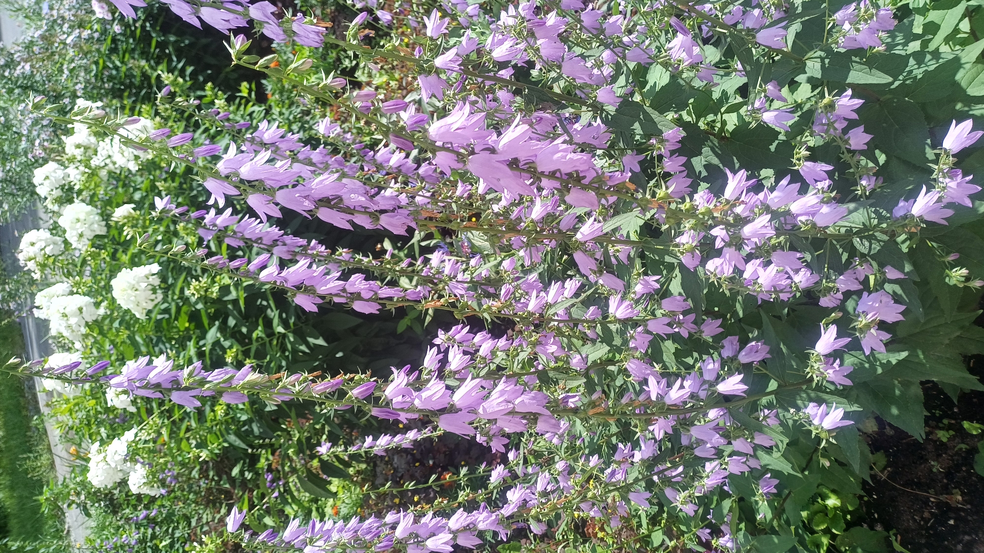 Summer gardens and quiet streets in residential Izhevsk
