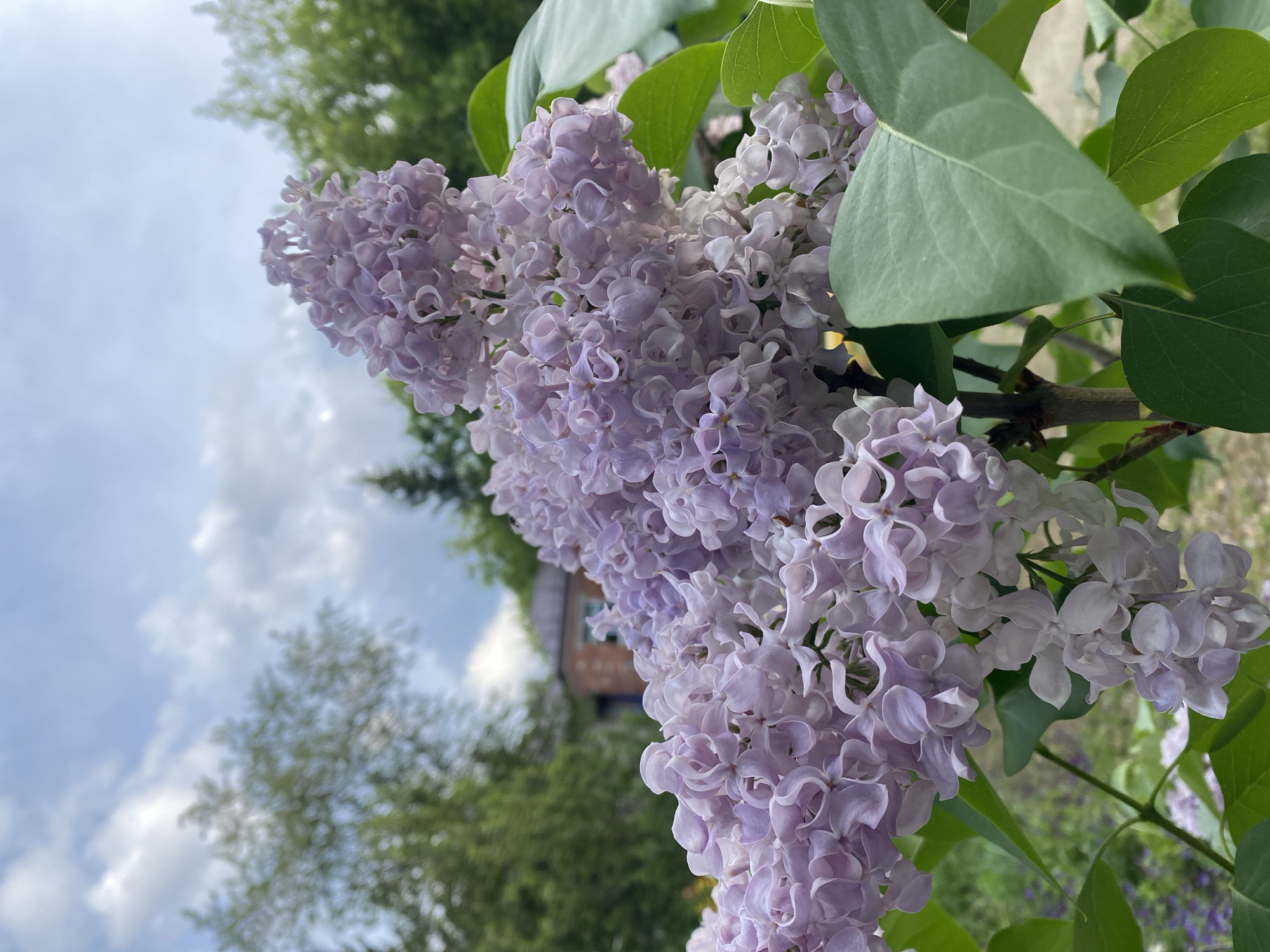 Spring flowers bloom in Yekaterinburg gardens