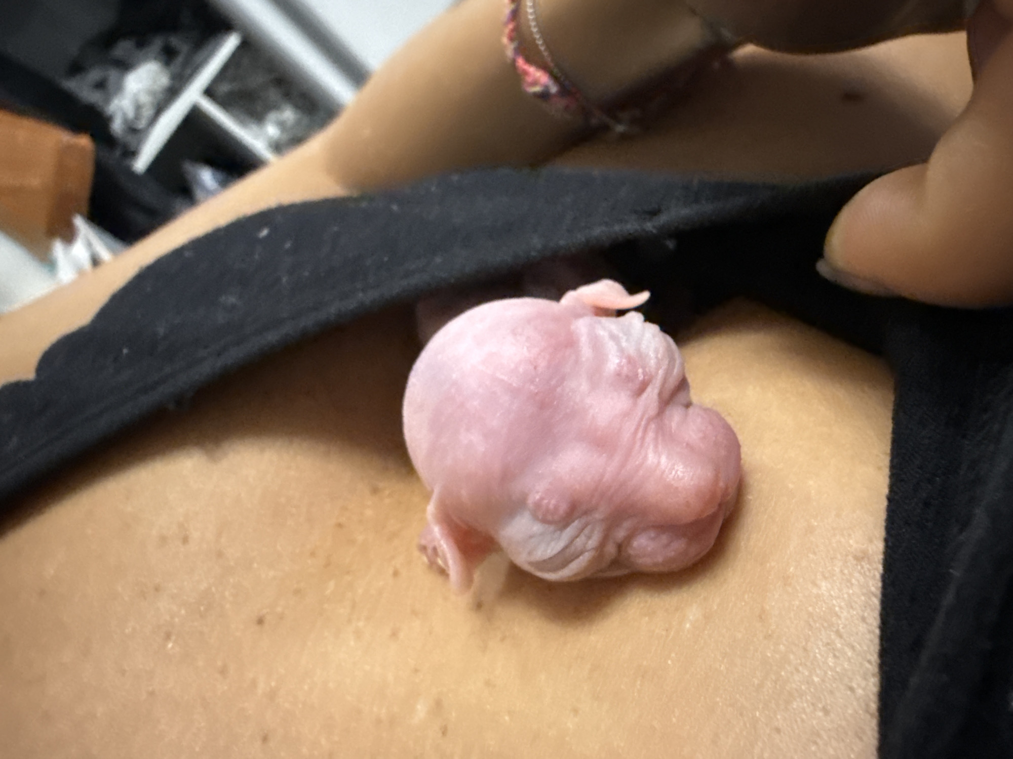 Newborn piglet rests on person's chest in Khimki