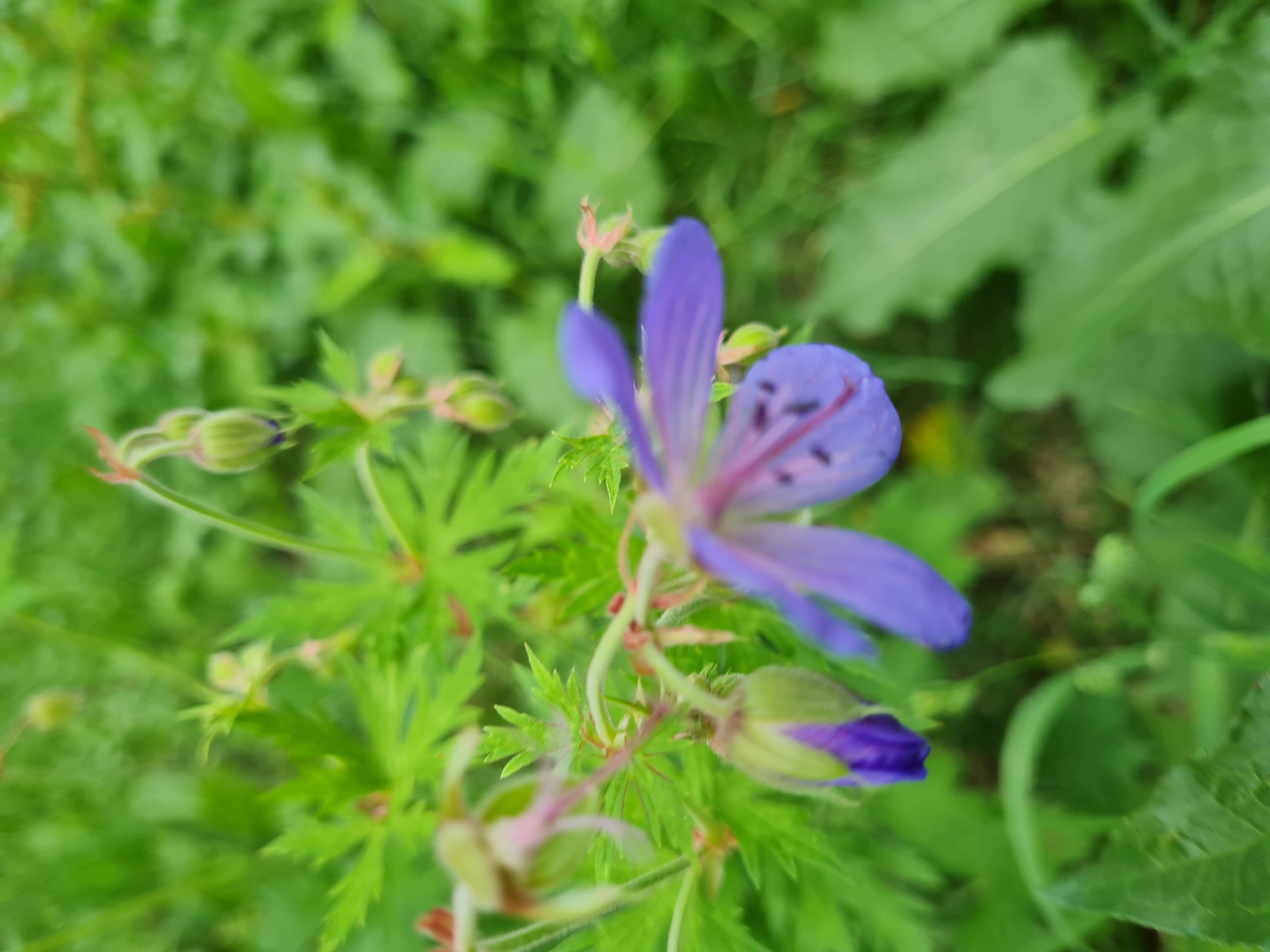 Summer morning in a Dmitrov park: greenery, wildlife, and groundskeepers